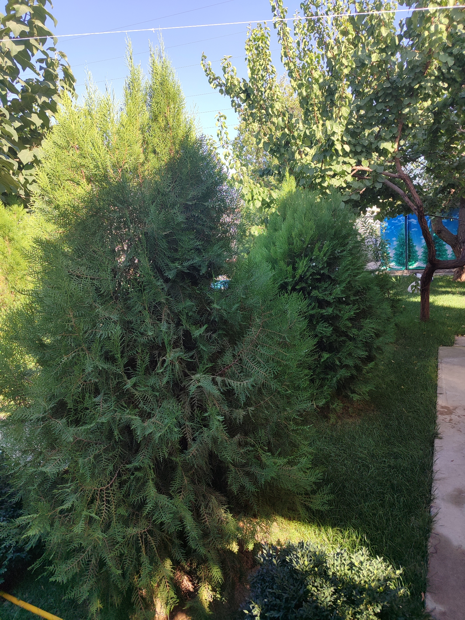 A sunny day in Eshmataul, Uzbekistan, features a well-maintained garden. Two evergreen trees, possibly cypress or juniper, dominate the foreground. The larger tree on the left is bushy and dense, while the smaller one on the right is more rounded. Lush green grass surrounds the trees, and a concrete pathway is visible on the right edge of the frame. In the background, deciduous trees with lighter green leaves cast dappled shadows, and a painted mural of evergreen trees and sky adorns a fence. The sky is clear and blue, indicating fair weather. No people or animals are present in the scene.