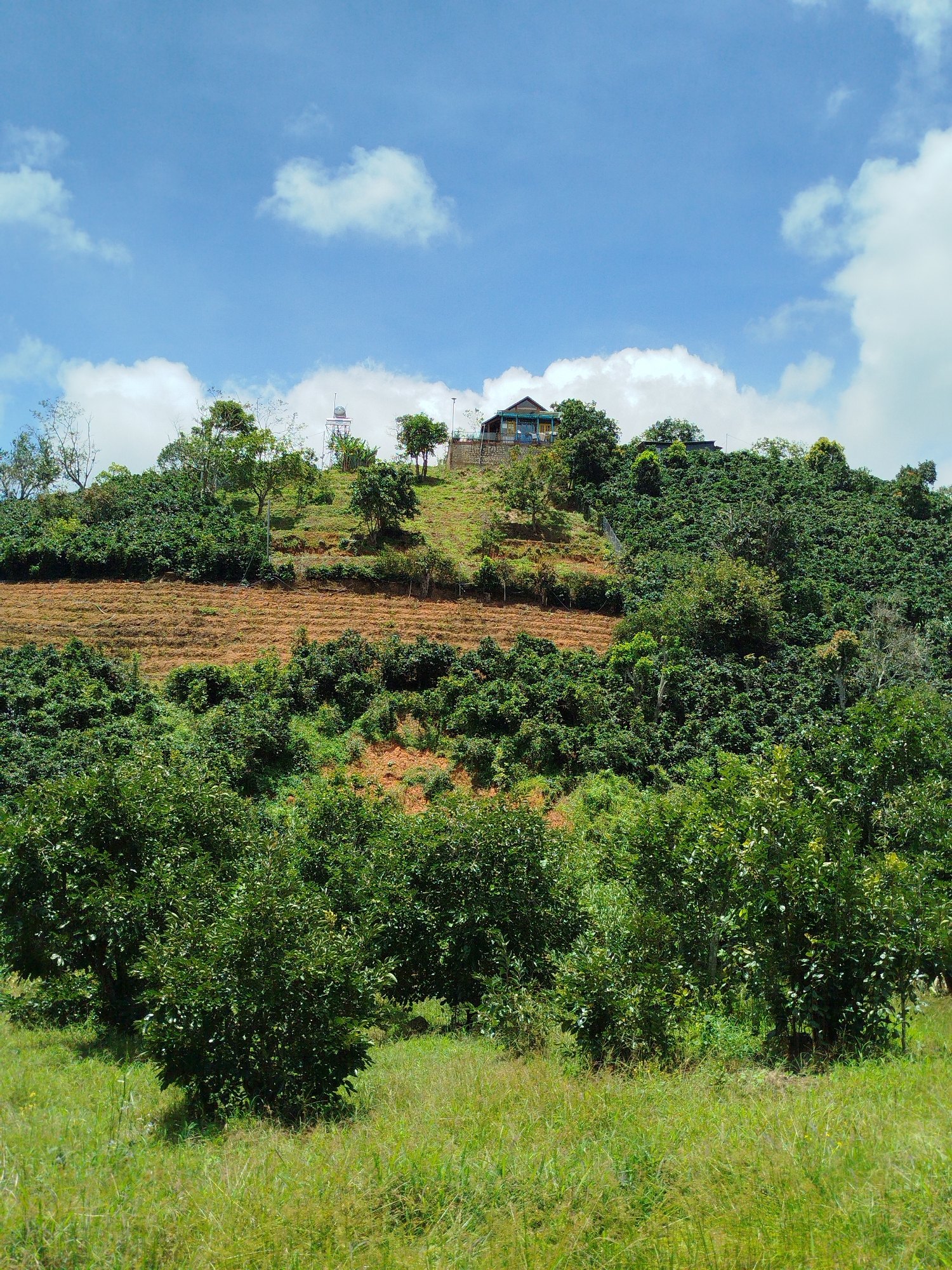 The image depicts a lush, green hillside under a bright blue sky with scattered white clouds. The foreground features tall, vibrant green grass, with several bushy green trees situated behind it. The midground of the image is dominated by a terraced hillside, with sections of exposed reddish-brown soil alternating with dense green vegetation, possibly coffee plants or other crops. Further up the hill, a cluster of trees surrounds a building with a blue roof. A water tower is also visible on the hilltop, along with another smaller structure. The overall impression is one of a rural, agricultural landscape in a tropical or subtropical region. The specific location in Xuân Sơn, Vietnam, is suggested by the presence of coffee plantations, which are common in that area.