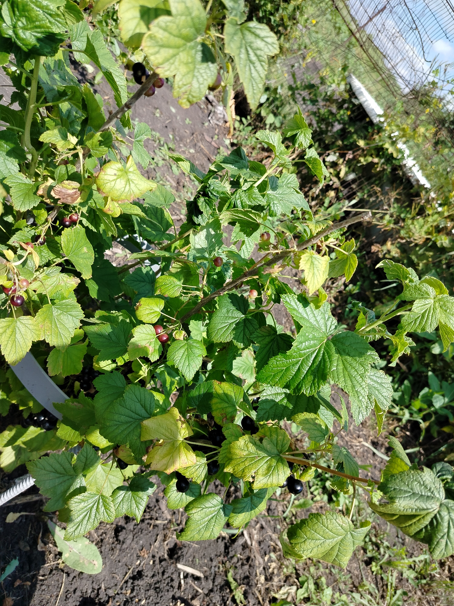 The image shows a close-up view of a black currant bush with ripe berries and green leaves. The bush is planted in dark soil, and a portion of a light-colored planter rim is visible on the left side. In the background, out of focus, are a wire fence and a strip of white material, possibly a garden bed border or edging. The scene appears to be outdoors, in a garden or yard setting. The location is identified as Vazerki, Russia. There are no people or animals present in the image. The lighting suggests it is daytime, with sunlight casting shadows.