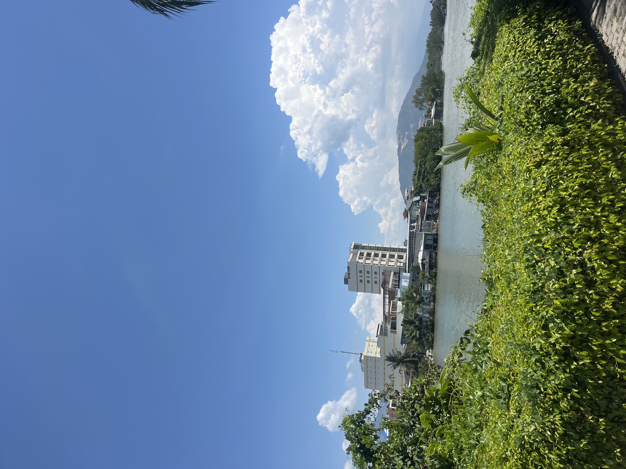 A bright, daytime, outdoor shot captures a scenic view of a riverfront with buildings and lush greenery under a clear blue sky with fluffy white clouds. In the foreground, a thick, well-maintained hedge of vibrant green leaves dominates the lower half of the frame. A young palm frond emerges from the center of the hedge, reaching towards the sky. Beyond the hedge and to the left, a calm body of water, likely a river, reflects the sky. On the opposite bank, a cluster of buildings is visible, including a tall, modern white building with a green-tinted glass facade, labeled "River View" at its top. Other buildings of varying heights and styles, some appearing older, are interspersed with palm trees and other foliage. In the background, a gentle, tree-covered mountain rises, with a portion of its side appearing to be under construction or showing exposed earth. The sky above is a brilliant blue, partially filled with large, billowy white clouds, particularly on the right side of the frame. The overall impression is one of a peaceful and developed riverfront landscape.