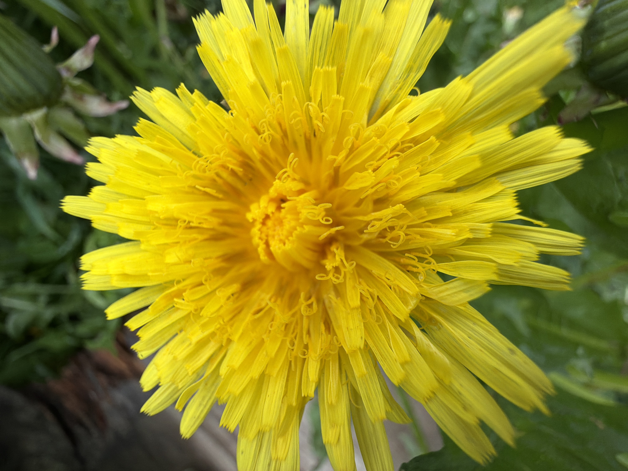 A vibrant yellow dandelion flower is presented in a close-up, top-down perspective, dominating the frame. The flower is in full bloom, featuring countless densely packed, strap-like ray florets that radiate outwards from its central disk. The inner florets exhibit more intricate, curled structures. The petals are a brilliant, cheerful yellow, with some displaying slightly serrated tips at their ends.

The background is softly blurred with a bokeh effect, creating a shallow depth of field that emphasizes the intricate details of the dandelion. On the upper left, a partially visible, unopened green dandelion bud or part of a plant is discernible, suggesting ongoing growth in the natural environment. Surrounding the main subject, there's a soft green expanse of leaves or grass. Darker, indistinct elements, possibly ground or wood, are visible in the lower left background.

The lighting appears natural and bright, indicating daytime conditions, likely under a soft sun or overcast sky, which enhances the flower's vivid color without harsh shadows. The overall scene conveys a sense of natural beauty and growth in an outdoor setting. The location context for this natural scene is Marakushi, Russia. There is no visible text in the image.