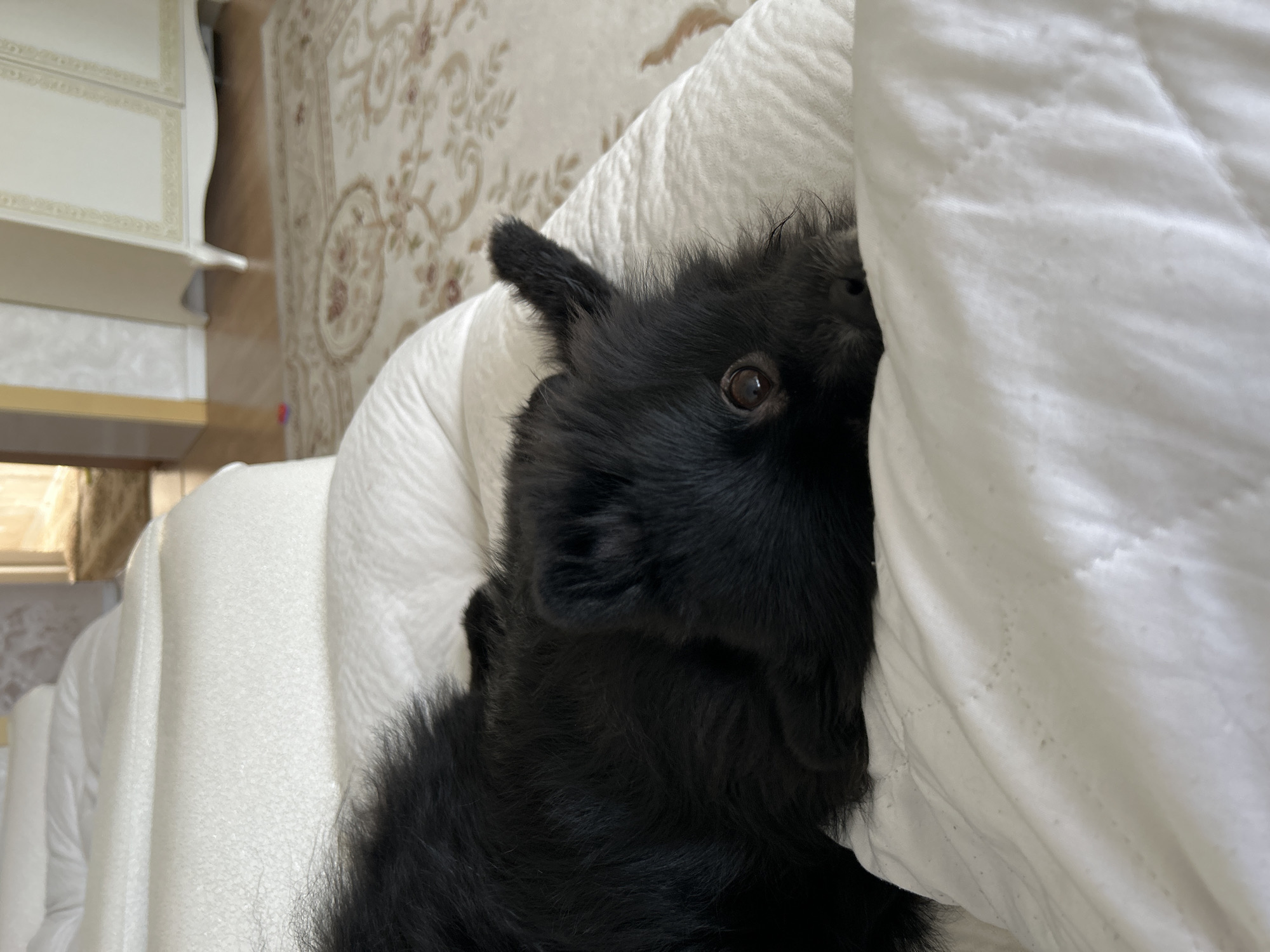This scene takes place inside a residential room in the city of Chaikovsky, Russia. A small, black, long-haired dog is observed lying on a white quilted surface, consistent with a pillow or blanket atop an upholstered bed or sofa. The dog's head is oriented towards the viewer, with its right dark brown eye and a portion of its black snout visible. A single pointed ear protrudes above its head. The background features a light-colored wooden floor partially covered by a cream-colored rug with floral patterns. An ornate white cabinet or wardrobe with decorative molding stands on the right side of the wooden floor. A doorway or opening in the background suggests an adjacent room with a light source. No human subjects are present.
