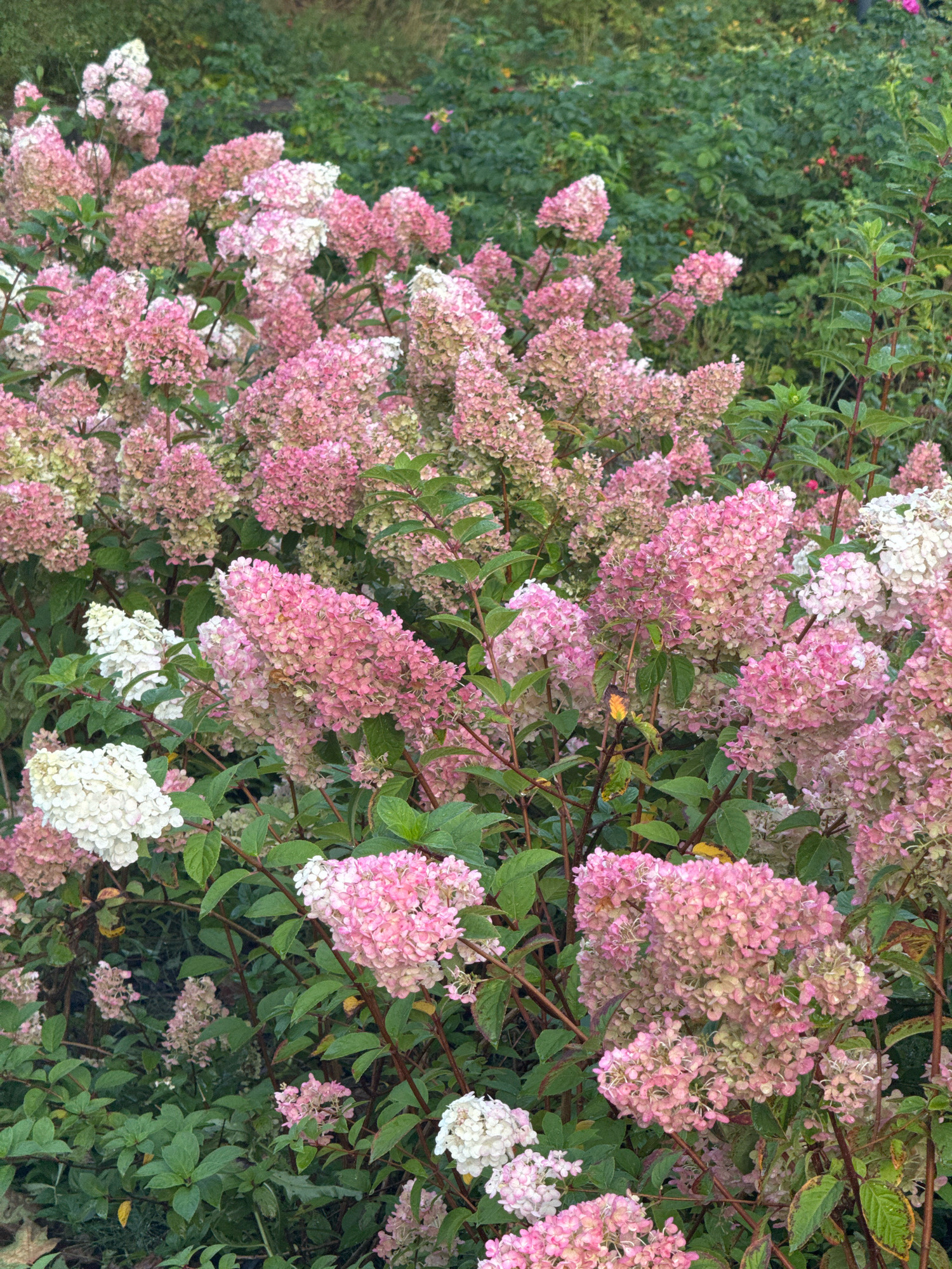 The image shows a close-up view of a dense planting of hydrangea bushes. The hydrangeas have large, cone-shaped flower clusters in varying shades of pink and white. The flowers are in full bloom and appear to be panicle hydrangeas. The foliage is a deep green, and the stems are brown. The background is a blur of more greenery, suggesting a garden or park setting. There are no people visible in the image. The image was taken outdoors, likely during daylight hours. The scene is a naturalistic planting of flowering shrubs. The location is specified as Sosnoviy Bor, Russia.
