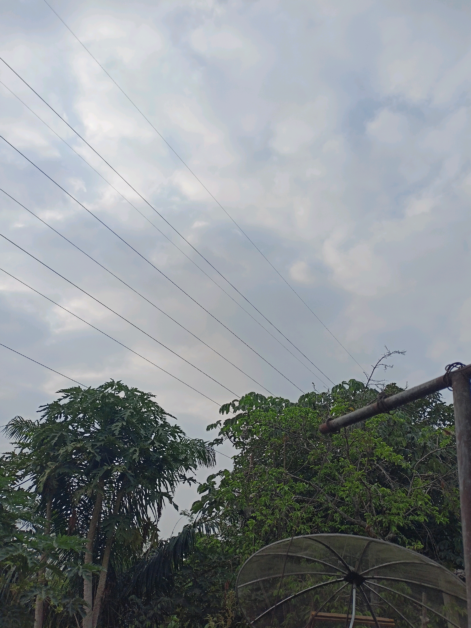 The image captures an outdoor scene, likely in a semi-urban or rural area, with a focus on vegetation and infrastructure. The sky is overcast with scattered clouds, suggesting a moderately bright day. Several parallel wires, possibly power lines or communication cables, stretch diagonally across the upper portion of the frame from left to right.
In the foreground, on the left side, is a cluster of lush green trees, prominently featuring a large papaya tree with its characteristic palmate leaves. To the right, another dense canopy of green foliage is visible, partially obscuring a satellite dish with a dark mesh surface. A metallic pole, likely part of a support structure for the satellite dish or another fixture, is positioned on the right edge of the image. The overall impression is one of a slightly overgrown, natural setting juxtaposed with technological elements. No people or animals are visible in the image. The scene is static and does not depict any action.