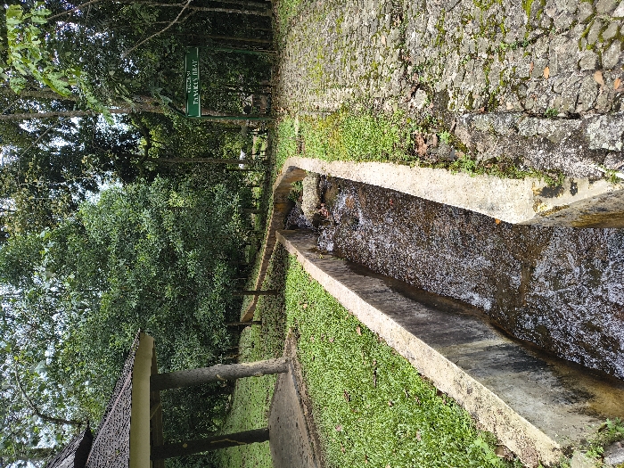 The image, rotated 90 degrees clockwise, captures a tranquil outdoor scene, likely a botanical garden or park, in Sindangjaya, Indonesia. The primary subjects are abundant green trees and foliage, a concrete water channel, a stone wall, and a small shelter.
A concrete channel or gutter, centrally positioned and running from the foreground to the background, contains flowing water, which shows white reflections on its surface. To the right of the channel is a textured stone wall, partially covered with moss and small green plants. On the left, a neatly maintained grassy area borders the channel.
Further into the scene on the left, partially obscured by trees, stands a small shelter or gazebo with a dark, patterned roof and support pillars. Beyond the channel and among the trees, a path made of paving stones is visible. The dense canopy of trees suggests a shaded and cool environment.
A green rectangular sign is prominently displayed on a post amidst the trees in the mid-ground. Visible white text on the sign reads "KEBUN CANGKIRI" on the top line and "TANAMAN MIRAT" below it, indicating a "Cangkiri Garden" featuring "Mirat Plants."
The bright illumination suggests it is daytime, likely morning or afternoon, under clear weather conditions. The scene conveys a sense of peacefulness and natural beauty, with no people present.