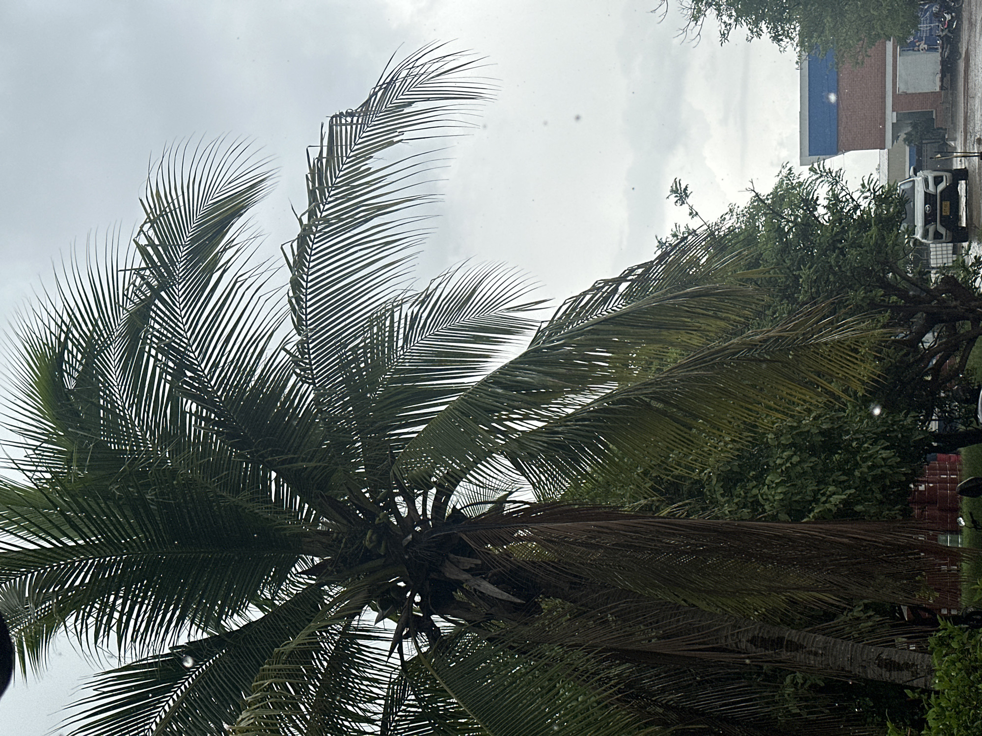 In Juan Mina, Colombia, a palm tree dominates the foreground of the image, its fronds casting shadows over a cloudy sky. In the background, a white SUV is parked in front of a brick building with blue accents. The scene appears to be outdoors, possibly in a residential or commercial area. The overall impression is one of a tropical environment, with the palm tree suggesting a warm climate.