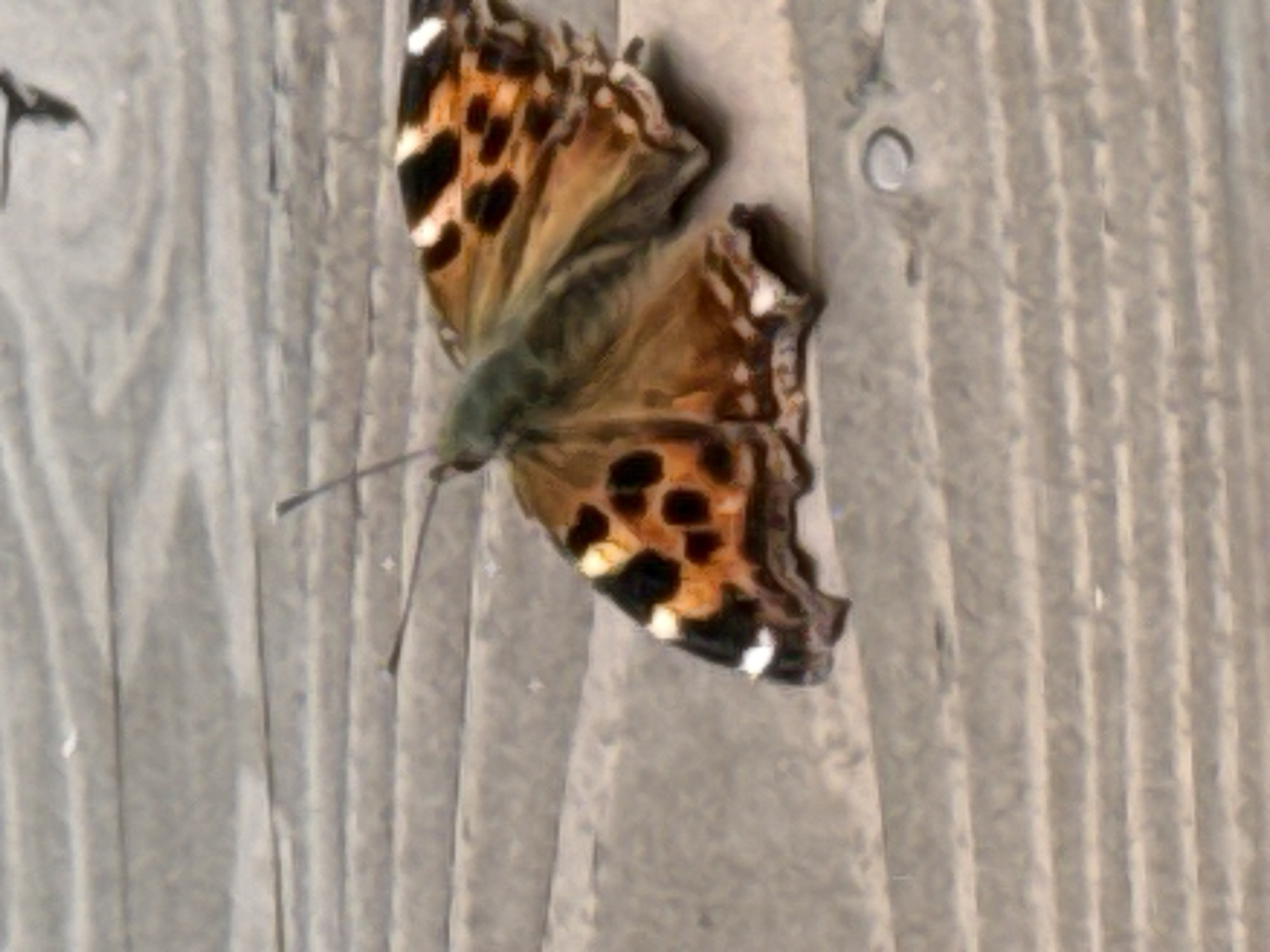 A painted lady butterfly with orange and black wings rests on a wooden surface with a grainy texture. The butterfly is positioned in the lower half of the frame, facing left. Its wings are partially open, revealing intricate patterns of black spots and white markings on the orange background. The wooden surface is made of planks running horizontally across the image, with visible grain and some texture variations. There are no people or other living beings visible in the frame. The scene appears to be outdoors. The provided location of Kremenkul', Russia, is not visually verifiable from the image itself.