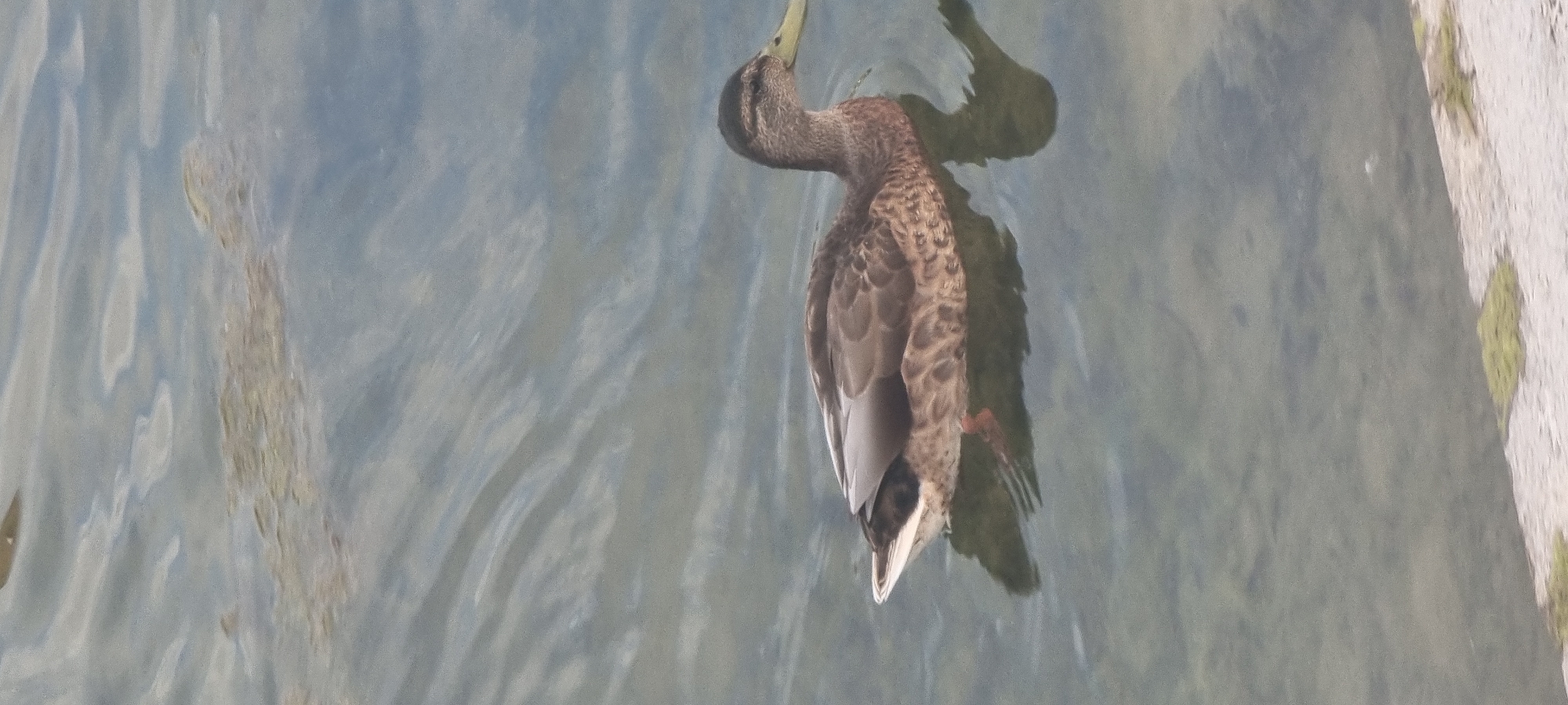 A single mallard duck swims in calm, murky water. The duck is positioned in the center of the frame, facing right. Its plumage is a mix of brown, black, and white, with a distinctive iridescent green patch on its head. The duck's reflection is visible beneath it in the water. The background shows the rippling surface of the water, with some submerged vegetation visible in the upper portion of the image. The lower edge of the image shows a sandy bank with patches of green grass. There are no people visible in the image. The scene is likely a natural body of water within or near the city of Aktobe, Kazakhstan, given the provided context.