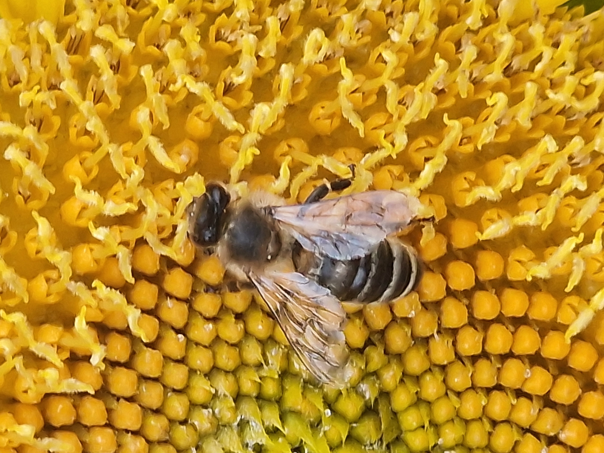 A close-up shot captures a bee actively foraging on a sunflower. The bee, with its segmented body and translucent wings, is positioned on the flower's head, amidst its florets and developing seeds. The sunflower's vibrant yellow petals and the intricate patterns of its center dominate the frame, with the bee being the central subject of interest. The image does not provide any information about its location in České Budějovice, Czechia.