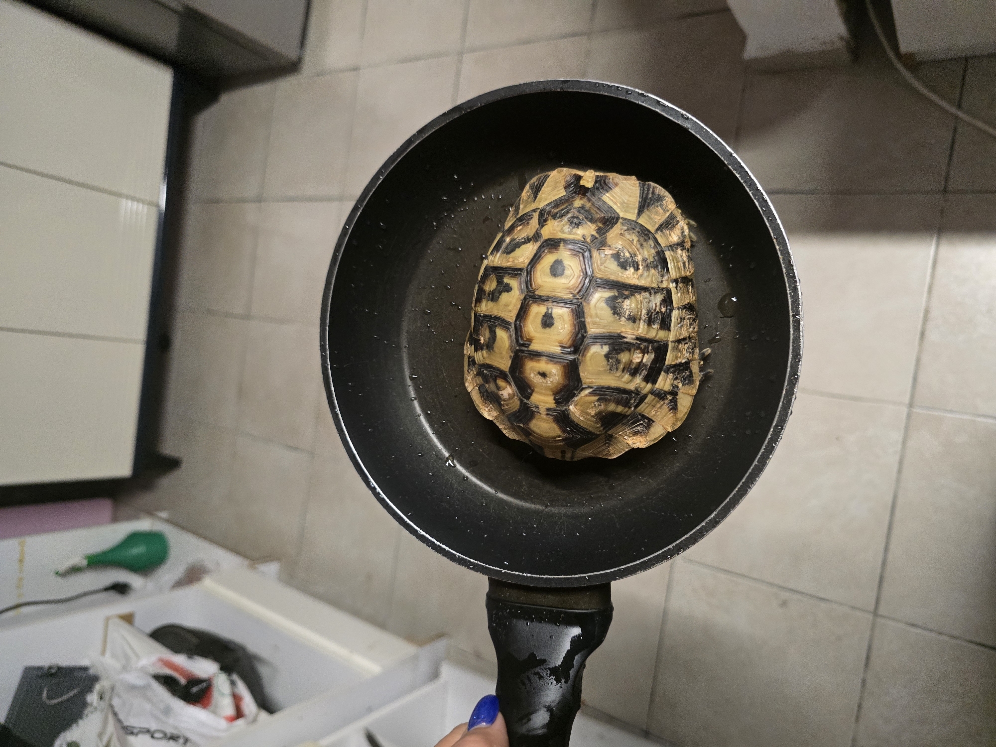 An overhead medium shot captures a tortoise with a patterned shell positioned in the center of a black frying pan. The pan is held by a person's left hand, which is visible on the left side of the image, with blue nail polish. The pan contains a small amount of liquid, possibly water. The tortoise appears to be a land tortoise, possibly a spur-thighed tortoise, due to the distinctive scutes and coloring. The background consists of a tiled floor and kitchen cabinetry, suggesting an indoor domestic setting. The lighting is artificial, creating a somewhat stark illumination.