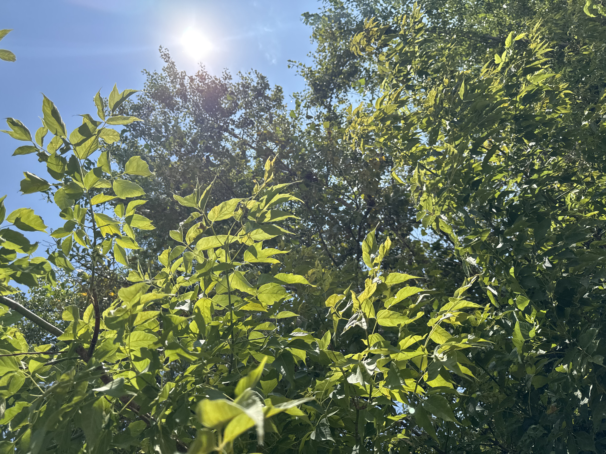 This is a close-up, low-angle shot of a tree's lush green foliage against a bright blue sky. The sun is high and slightly to the right, creating lens flare and illuminating the leaves from behind, giving them a translucent, vibrant green glow. The leaves are varied in shape, with some appearing more elongated and pointed, while others are broader. A darker, denser cluster of trees is visible in the background, partially obscured by the foreground branches. The image was taken in the city of Ufa, Russia.
