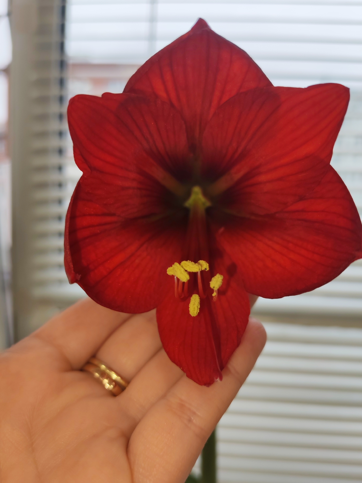 A red Amaryllis flower is held in a person's hand. The flower has six petals with visible veins. In the center of the flower, yellow stamens are visible. The hand holding the flower has a gold ring on one of the fingers. The background includes a window with closed blinds. The location of the image is not discernible from the information provided and cannot be determined as Izhevsk, Russia.