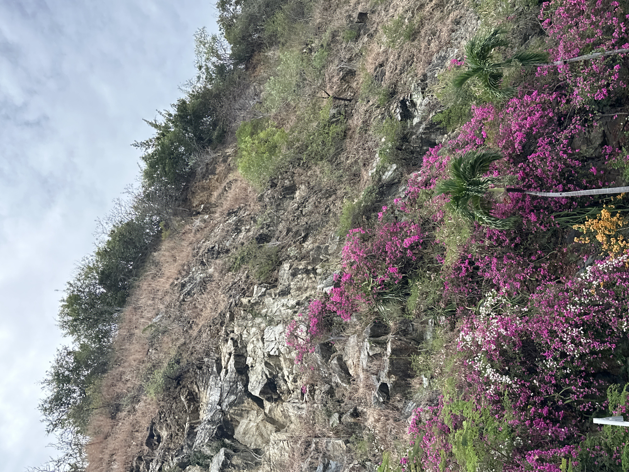 A vertical shot depicts a steep, rocky hillside densely vegetated with trees, shrubs, and flowering plants. The sky is overcast, casting a diffused light across the scene. The upper portion of the hillside is covered in sparse, brownish vegetation interspersed with patches of green trees. The rocky terrain is visible through the foliage. Lower down the slope, the vegetation becomes thicker and more vibrant, with clusters of pink and white flowering plants dominating the view. Two palm trees stand out among the flowering plants. The hillside appears to be located in a tropical or subtropical climate, suggested by the lush vegetation and the presence of palm trees. Based on the location of Bac Nha Trang Ward, Vietnam, it can be inferred that this is a natural area within or near the city. No people are visible. The image captures a natural landscape with a mix of rocky terrain and dense vegetation.