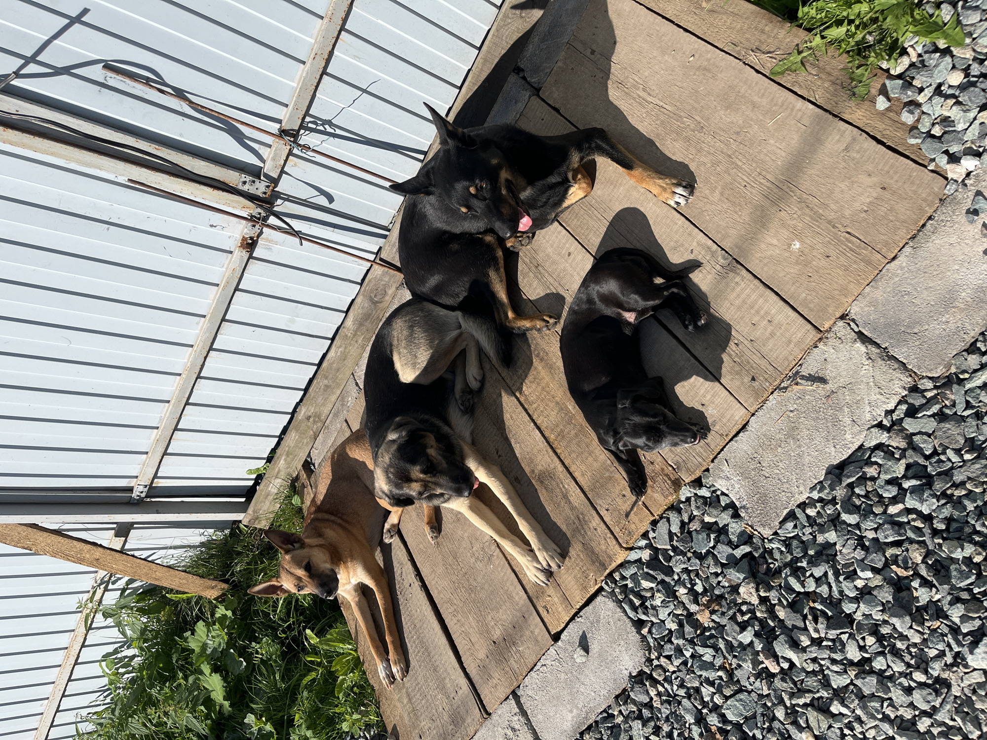 Four dogs are lying on wooden planks in an outdoor setting. The dogs vary in size and breed. One is a light brown dog, two are black and tan, and one is a small black dog, possibly a dachshund. They are positioned on a wooden platform constructed from planks, placed on top of a gravel area and some paving stones. Behind the dogs is a white, corrugated metal fence. To the left of the platform, there is green vegetation. The scene appears to be a residential yard or a similar outdoor space, potentially in the city of Nizhny Tagil, Russia, given the context of the request. The lighting suggests it is daytime, with shadows cast by the fence and the dogs.