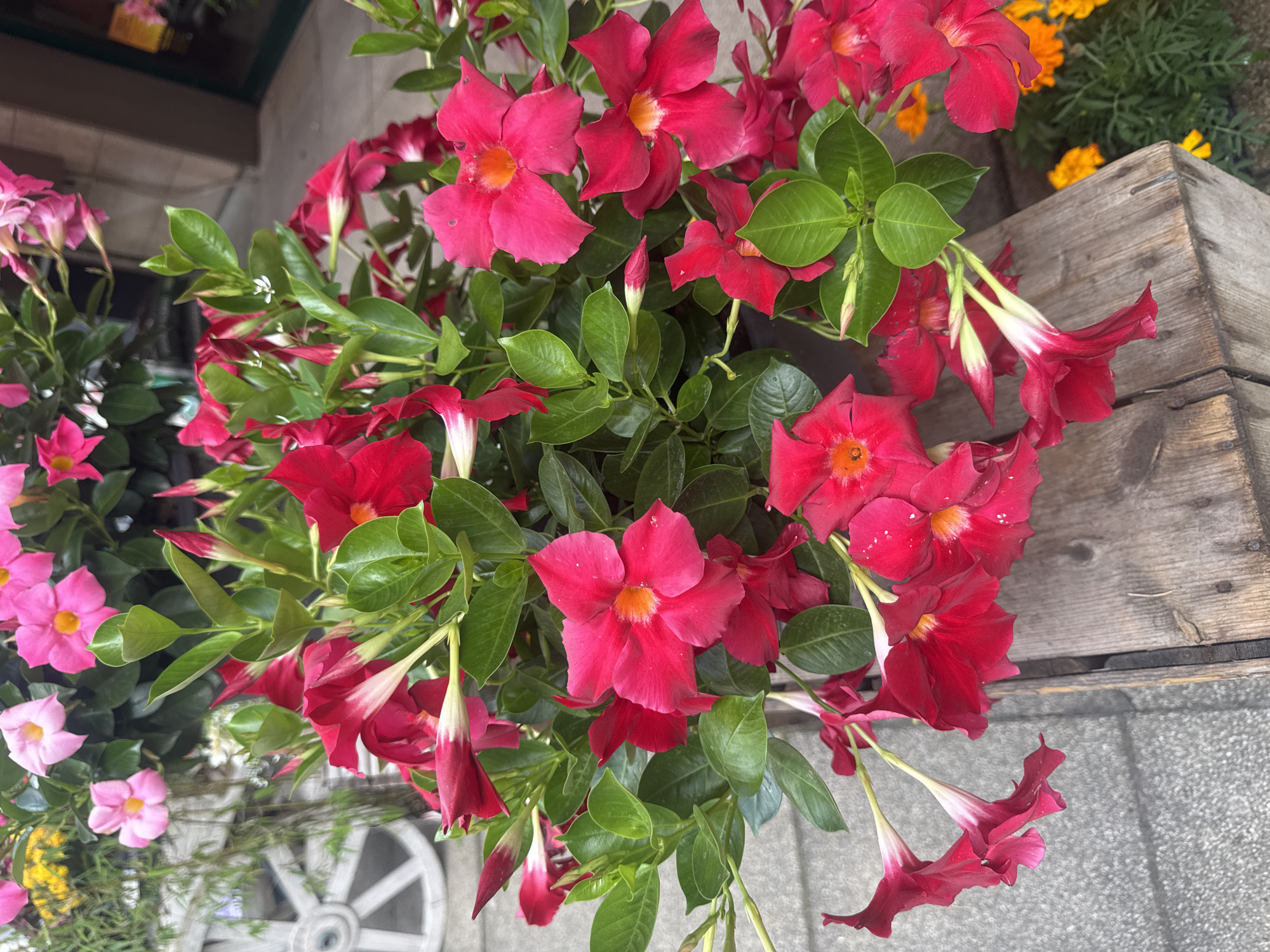 This media file is a close-up, high-angle photograph of a planter filled with vibrant pink and red Dipladenia flowers. The flowers are the primary subjects, with several fully bloomed in rich shades of magenta and deep rose, featuring a lighter yellow-orange center. Some flowers are partially open or in bud, showcasing their trumpet-like shape. Lush green leaves surround the blooms, providing a contrasting backdrop.
In the background, glimpses of other elements suggest an outdoor setting. To the upper right, a wooden planter or crate is visible, with aged wood grain. Behind this, a few orange and yellow flowers can be seen, suggesting other plants in the vicinity. The lower left shows a segment of a grey, textured surface, possibly a sidewalk or patio. Partially visible in the lower middle left is the decorative white wheel of what appears to be a garden cart or a similar decorative element, adding to the garden aesthetic.
The lighting suggests it is daytime, likely sunny given the bright colors of the flowers and the clear visibility of details. There are no people or animals in the frame. The overall impression is one of a well-maintained garden or a decorative floral display. The image is sharp and focuses on the intricate details of the flowers and foliage. No visible text is present in the image. The location context is Les Rousses, France.