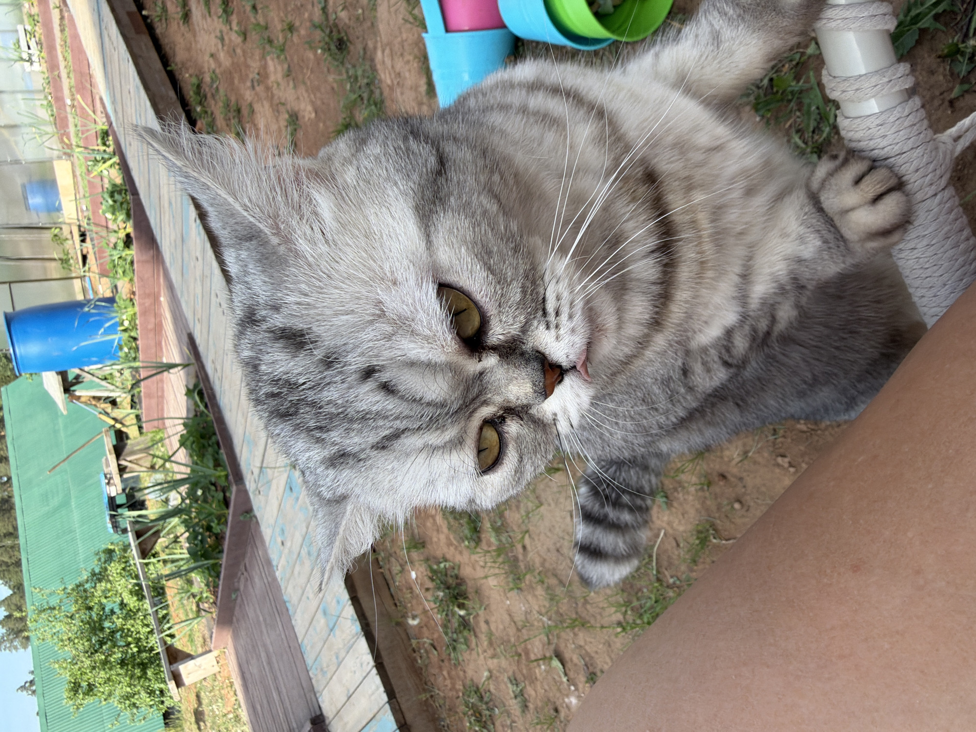 A gray tabby cat with yellow eyes lies on the ground, with a person's leg visible in the lower right corner. The cat has its paw on a white pole wrapped in gray rope. In the background, there are colorful flower pots, a wooden structure, and greenery. A blue barrel is visible in the distance next to a greenhouse. The location is likely in a garden or yard in Chaikovsky, Russia.