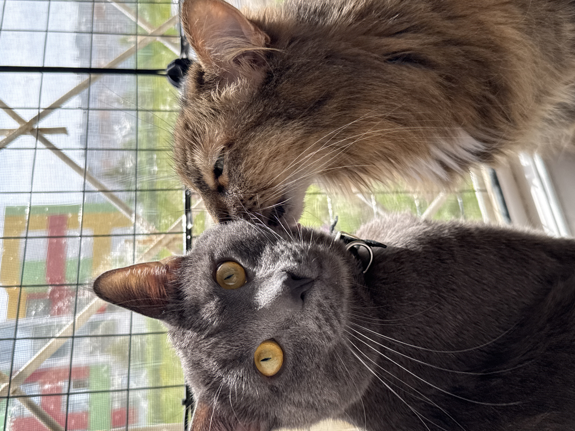 Two cats are positioned close to the camera, against a backdrop of a window. The top cat, light brown, is positioned above and is licking the head of a dark gray cat wearing a black collar. The window has a fine wire mesh. The location of Naberezhnye Chelny, Russia cannot be confirmed.