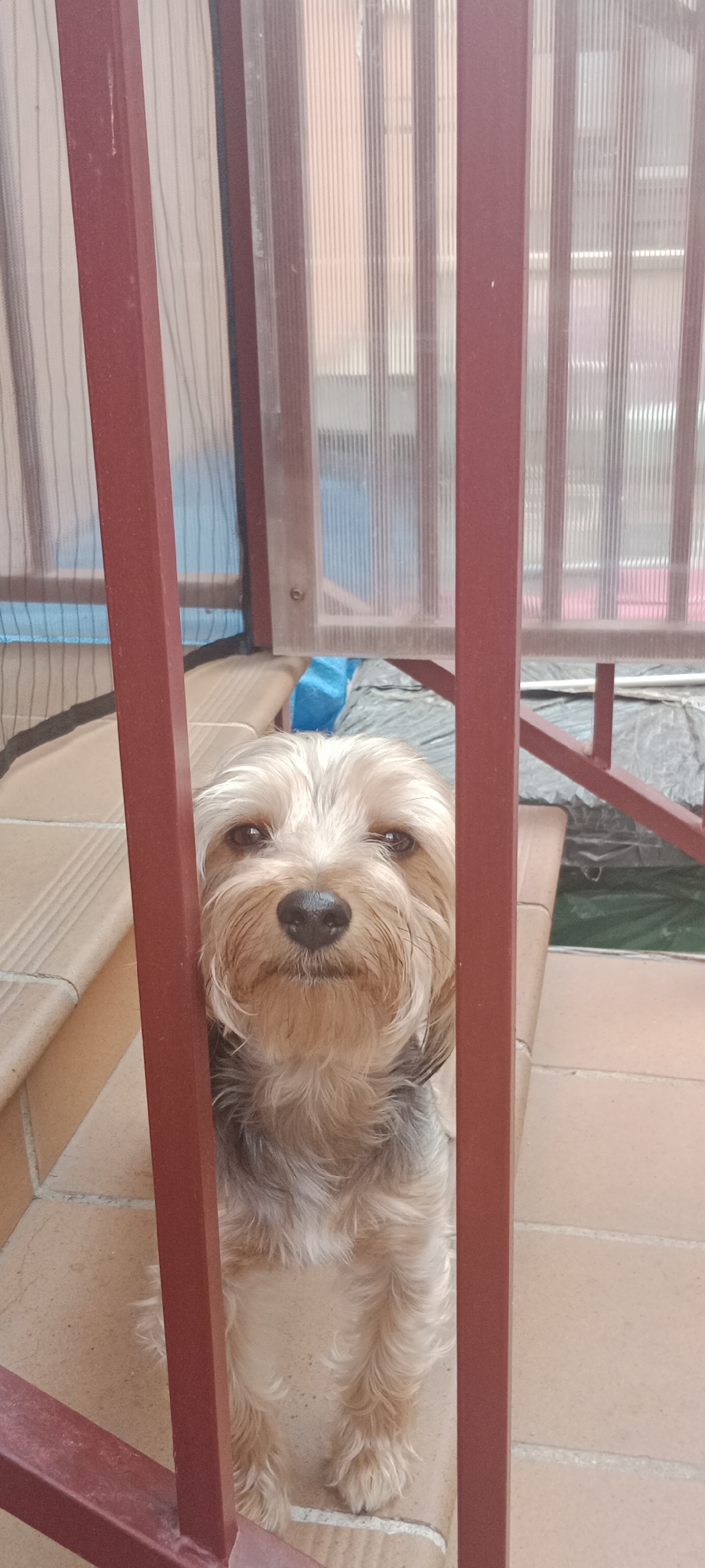 A small, light-colored dog with shaggy fur and dark eyes peers through a red metal fence. The dog is positioned on what appears to be an outdoor patio with tiled flooring and steps. Behind the dog, a translucent, corrugated plastic barrier is visible, with some blue material and gray tarpaulin-like sheeting in the background. The scene suggests a residential outdoor space.