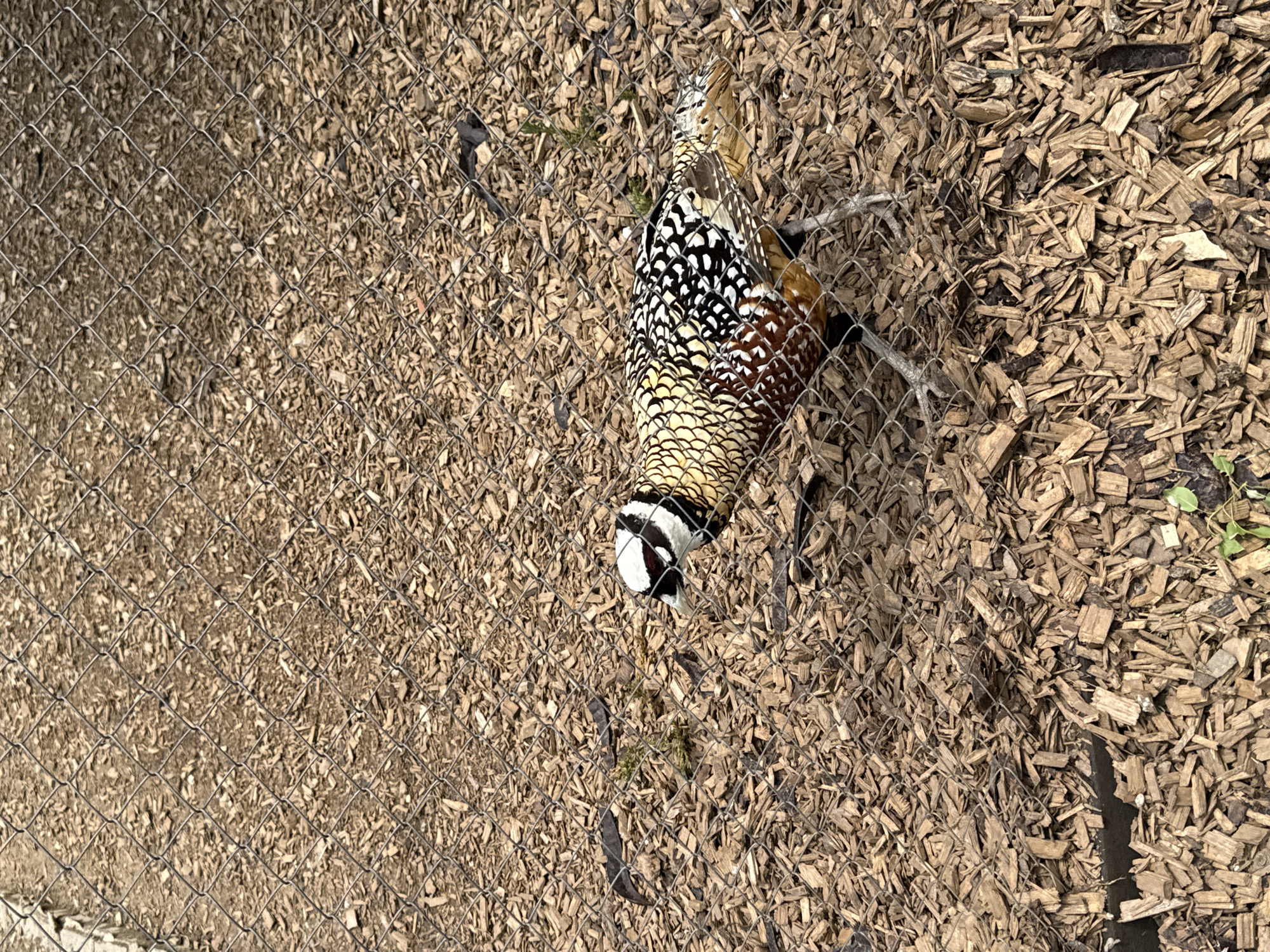 A male Reeves's pheasant lies dead on a bed of wood chips within an enclosure constructed of wire mesh. The pheasant is oriented vertically, with its head pointing downward. The upper part of its body is white and black, the middle part is brown, and the lower part is yellow. The wood chips cover the ground densely, with some green vegetation visible in the upper right corner. The enclosure's wire mesh is visible throughout the scene, partially obscuring the pheasant and the ground. The location is in Stara Zagora, Bulgaria.