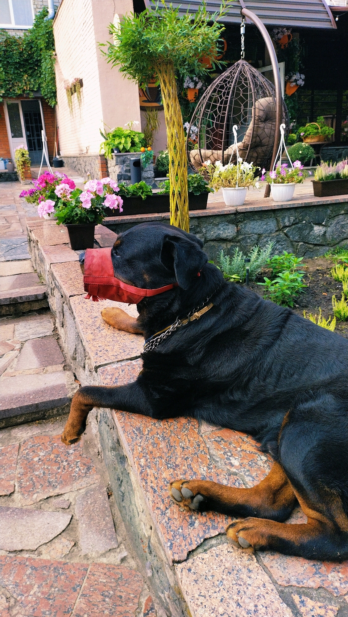 A Rottweiler dog is lying on a stone ledge in a garden. The dog is black with tan markings and is wearing a red muzzle and a chain collar. In the background, there are various potted plants, a hanging chair, and a brick building. The scene is outdoors, and the time of day appears to be daytime. The location is the city of Horishni Plavni, Ukraine, based on external information.