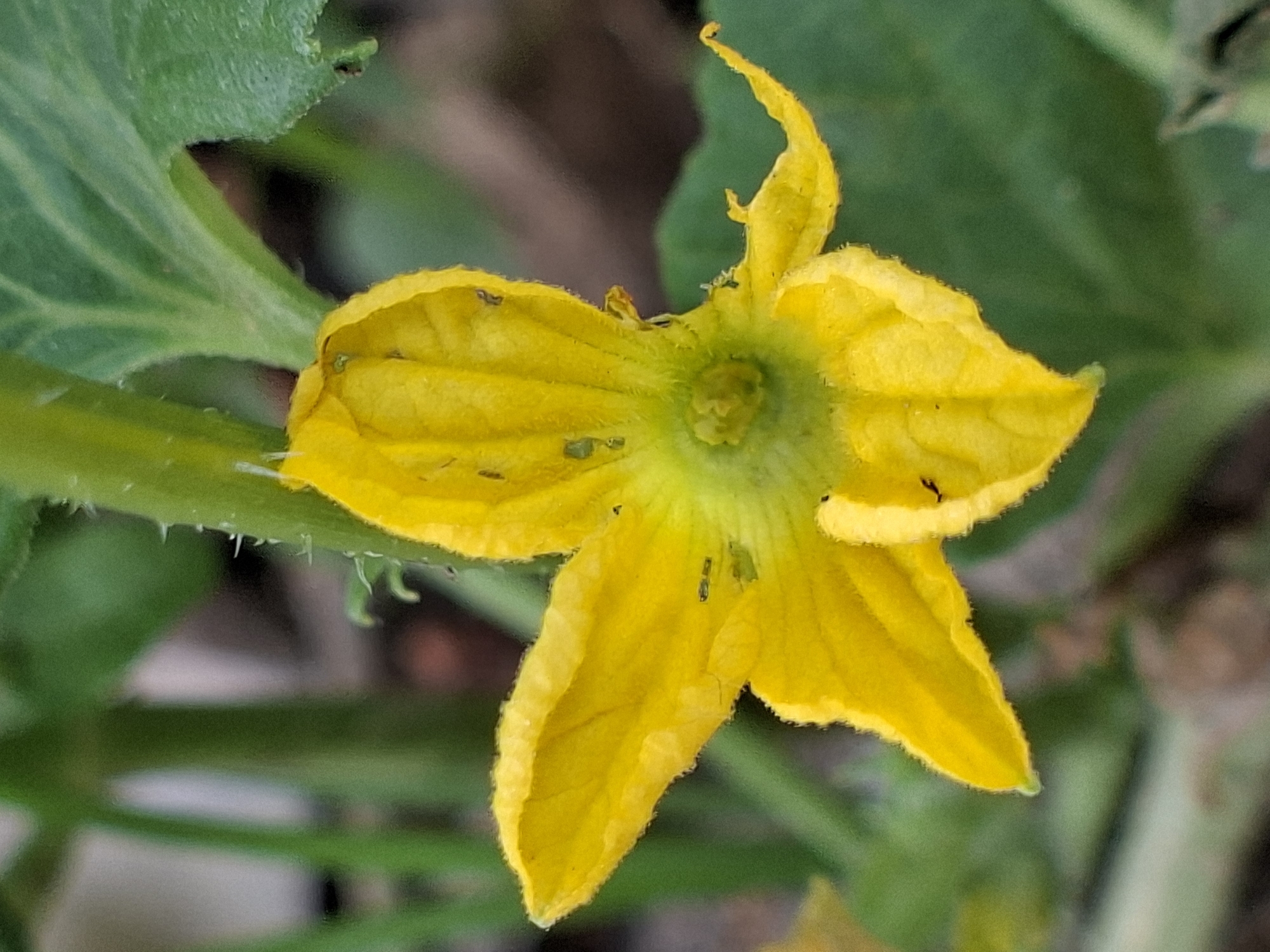 A close-up shot captures a yellow flower, likely a zucchini or squash blossom, in full bloom. The flower features five petals, with one petal noticeably curled. The background is blurred, consisting of green foliage and possibly some bare earth. Small dark insects are visible on the flower's petals. The image was taken outdoors in daylight. The location is unknown but is said to be in the city of Pie, Indonesia.