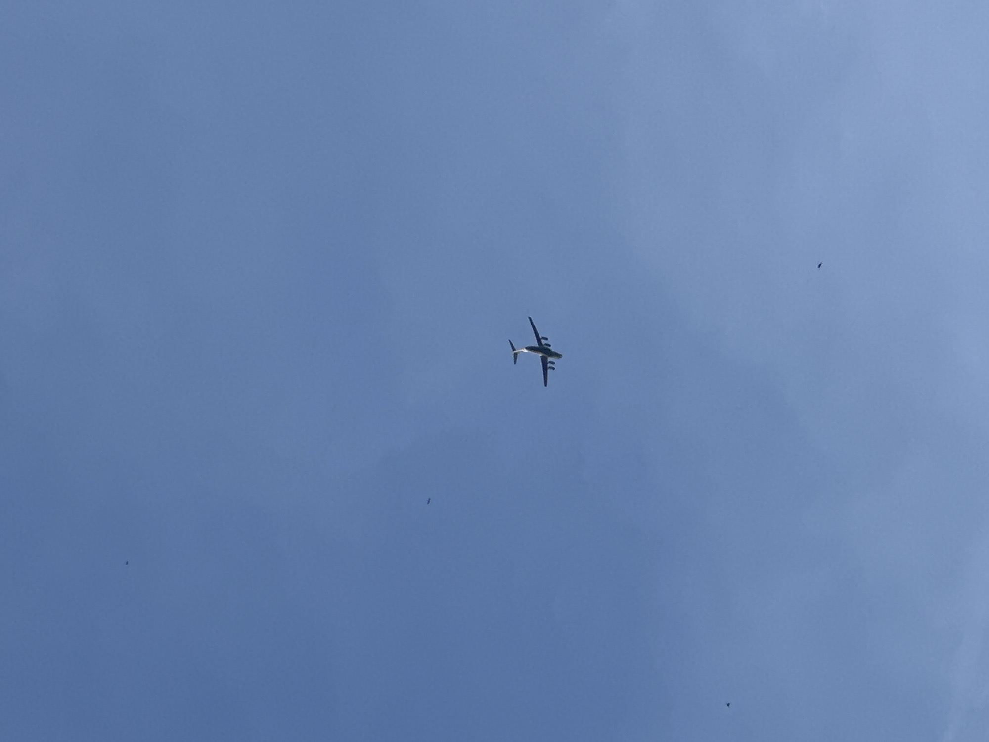 The image is a low-angle shot of a blue sky. A large aircraft, appearing to be a turboprop cargo plane, is visible in the center of the frame. The aircraft is oriented so that its underside is visible. Several dark, small objects, possibly birds, are scattered around the plane in the sky. The location of the image is not discernible based on the visual information.