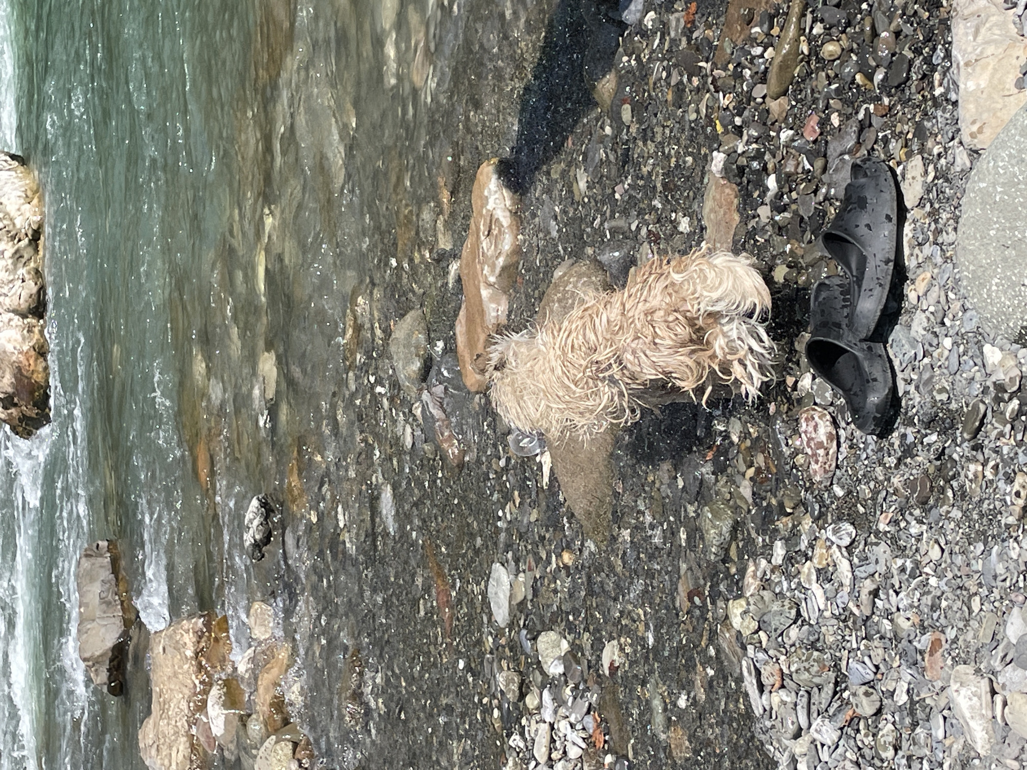 A shaggy, light-colored dog with wet fur is standing in shallow, rocky water, facing away from the camera. Its hindquarters and tail are visible, with water splashing around its legs. In the foreground, on the rocky shore, is a pair of black slip-on shoes. The environment is a riverbed with clear, flowing water and numerous stones and pebbles of various sizes. The overall scene appears to be a natural outdoor setting. This scene is consistent with many locations along the Sochi River or its tributaries within the city of Sochi, Russia, where such natural riverine environments are common.