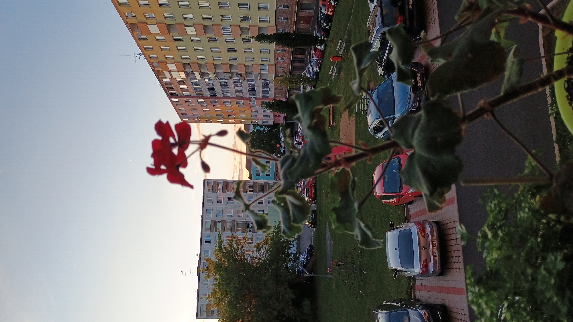 An outdoor, low-angle, eye-level shot shows a blurred foreground of green leaves and a red flower with a background of apartment buildings and a parking lot. The apartment buildings are residential and appear to be multi-story. The parking lot is paved and contains several cars. The sky is a pale blue with some clouds visible, suggesting it is either sunrise or sunset. The overall scene is calm and quiet, with no people visible. The location is Sokolov, Czechia.