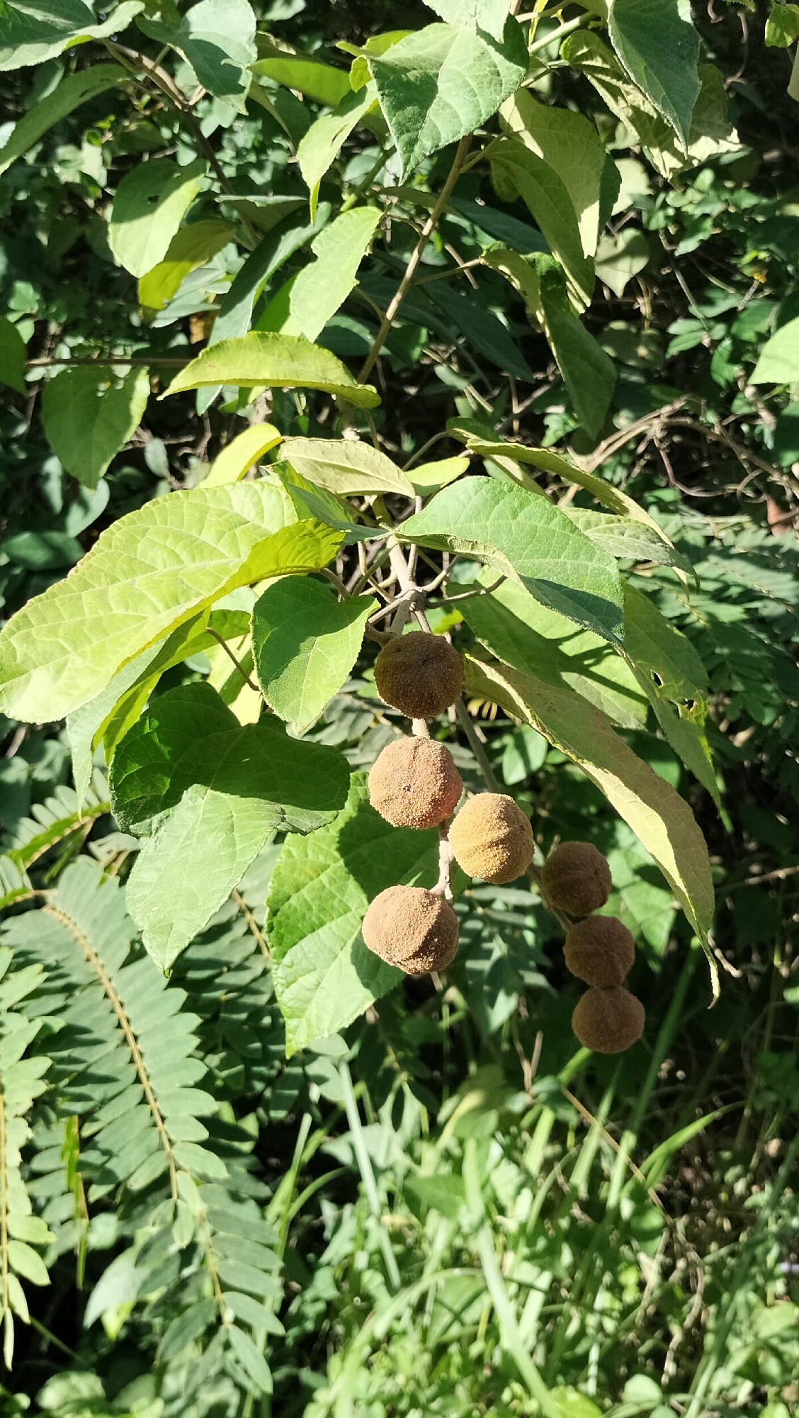 The image shows a close-up of a plant with green leaves and several round, brown fruits hanging from a stem. The fruits appear to be covered in a fuzzy or textured surface. The background is a blur of green foliage, suggesting a natural outdoor environment. The lighting indicates it is daytime, with sunlight casting shadows on the leaves. The specific location in Lhokseumawe, Indonesia, cannot be determined from the visual information provided.