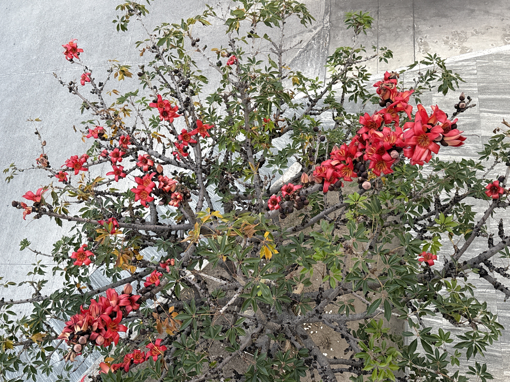 A top-down view depicts a small tree with red flowers and green leaves, set against a light grey, possibly tiled or concrete, surface. The tree's branches are bare in sections, with dark, almost black, spots covering the bark. Clusters of vibrant red flowers are prominently displayed among the green foliage. The scene is located in the city of Puebla, Mexico. The light is diffuse, suggesting an overcast day. The context suggests an urban or landscaped environment.