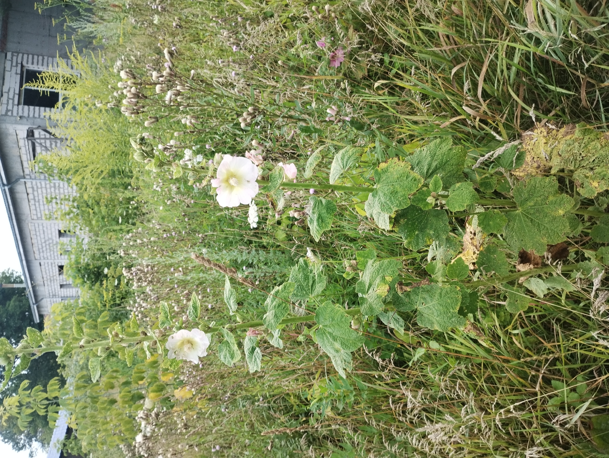 A low-angle, full-shot photograph shows two tall hollyhock plants with white flowers in the foreground, growing in a wild, overgrown grassy area. The plants have thick, green stalks and large, rough-textured leaves, some of which are yellowed and decaying at the bottom. The taller hollyhock on the left has one fully bloomed white flower, while the one on the right has two white flowers and a smaller pink flower bud.
The background is a dense field of mixed grasses, weeds, and other wildflowers, including some with dried seed heads and thistles. In the far background, a long, light-colored, industrial-style building with a grey roof and several windows is visible. The building appears to be constructed of cinder blocks and is situated in a rural or semi-industrial setting. The sky is not visible. The overall scene suggests an unkempt, natural environment adjacent to a man-made structure. This location is likely in the city of Sumy, Ukraine, given the context of the request.