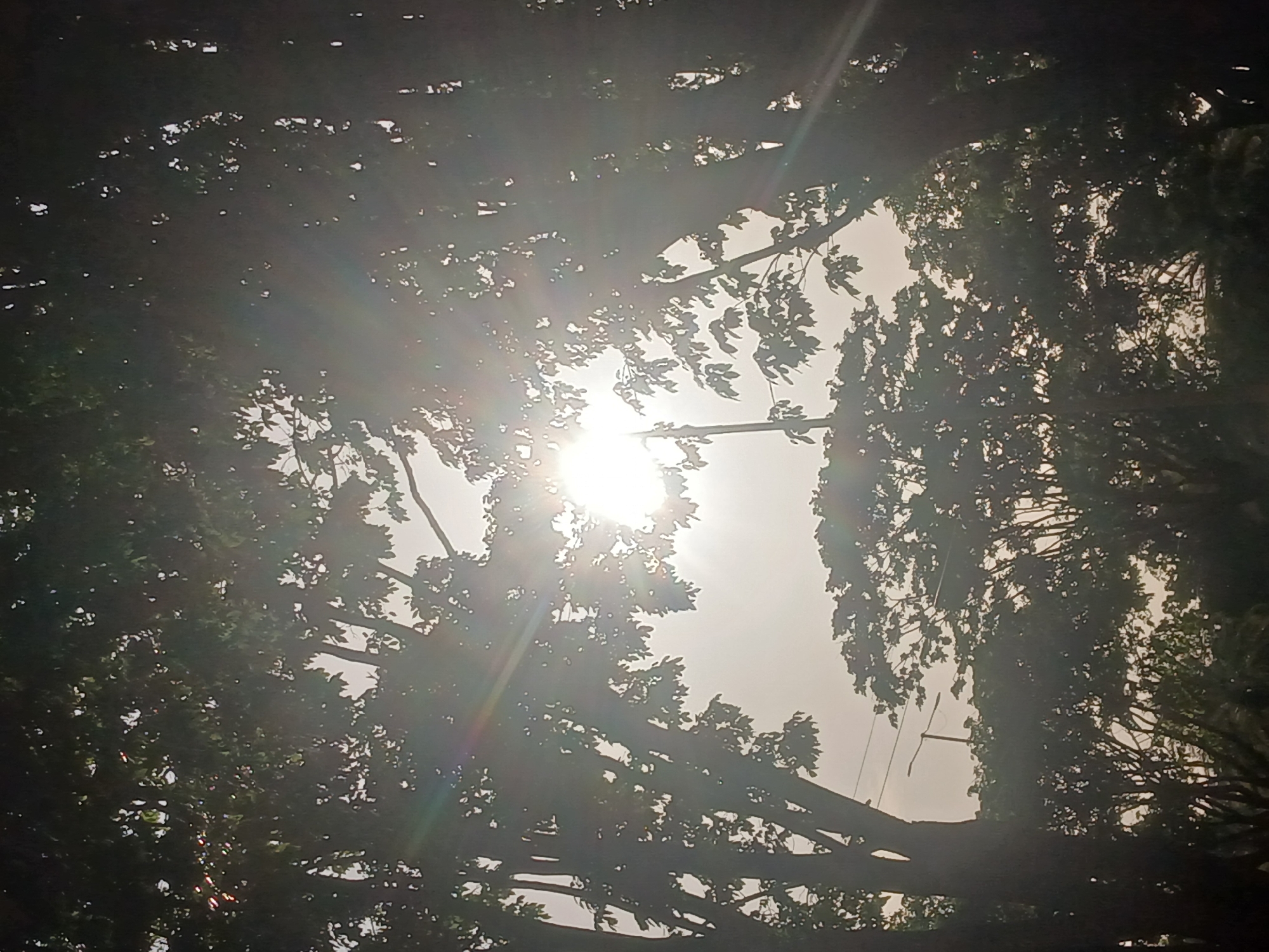 The image shows a view looking up into the sky through the branches and leaves of trees. The sun is visible, shining brightly through an opening in the foliage, creating a strong glare. The trees are silhouetted against the bright sky. Given the prompt context, the location of the picture is assumed to be in Ciudad Guayana, Venezuela.