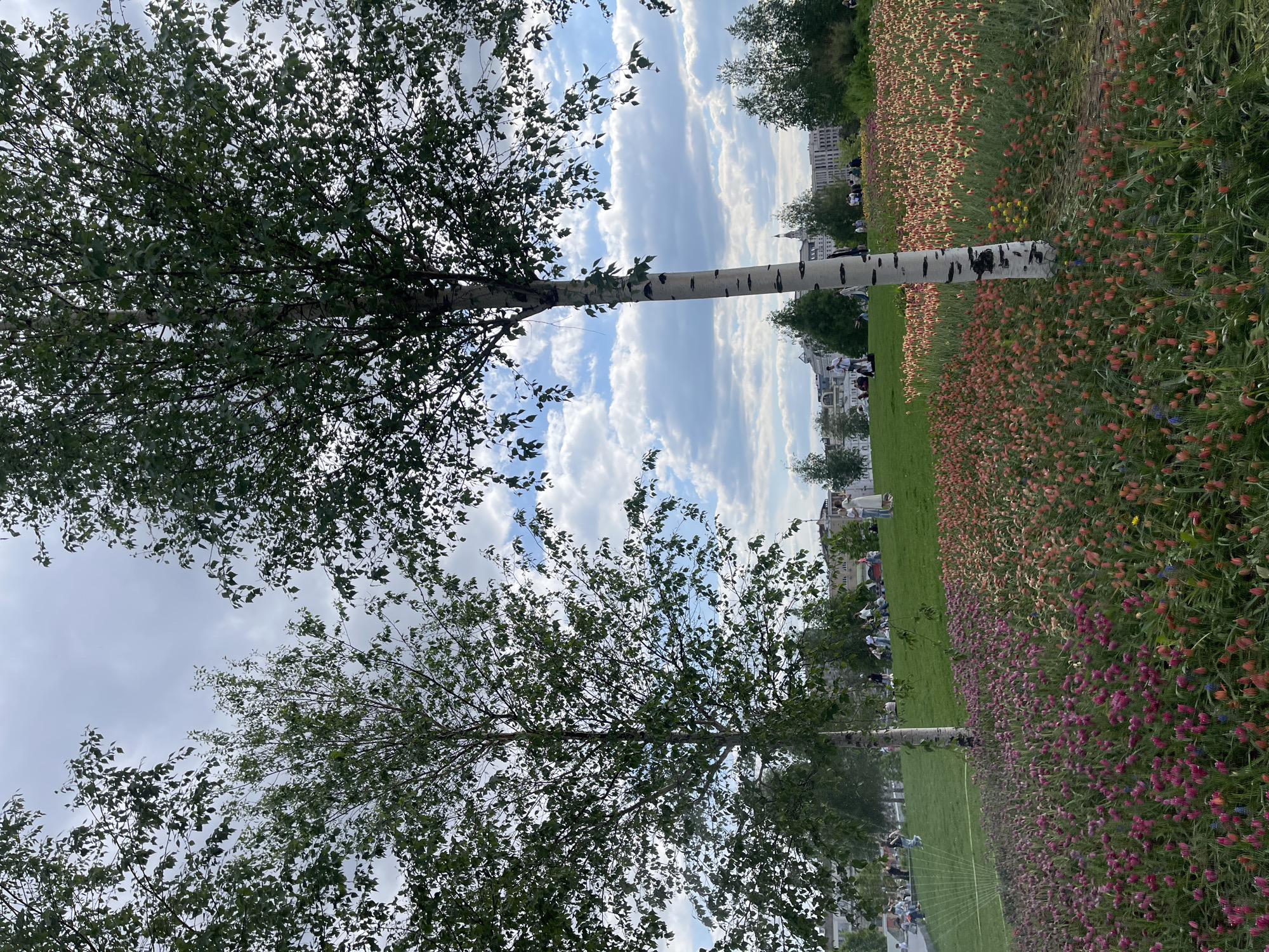 The image shows a park setting in Moscow, Russia. The focus is on two birch trees with white trunks and green foliage, positioned vertically in the frame. Between the trees, a view of a partly cloudy sky is visible. To the right, there is a field of flowers, showing different colors, from purple near the ground to pink and orange further away. In the background, across the green lawn, there is a series of buildings, some of which may be residential. There are people gathered on the grass, in what appears to be a relaxed park setting. A series of parallel lines, potentially marking a division or an irrigation system, are seen in the foreground.