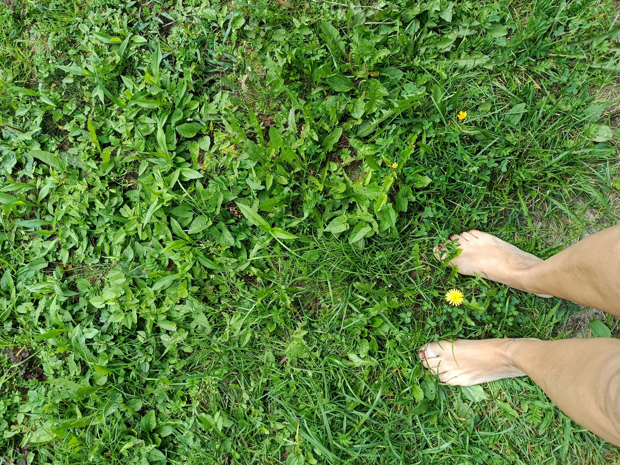 The image shows a top-down view of a grassy area with two bare feet positioned on the right side. The grass is a vibrant green and appears to be a mix of different types of vegetation, including some broad-leafed plants and small yellow flowers. The feet are positioned with the toes facing upwards and slightly towards the center of the image. The individual has painted toenails, and a silver anklet is visible on the left ankle. The scene suggests an outdoor setting, likely a park or a lawn, given the presence of grass and wildflowers. The location is specified as Vareya, Russia.