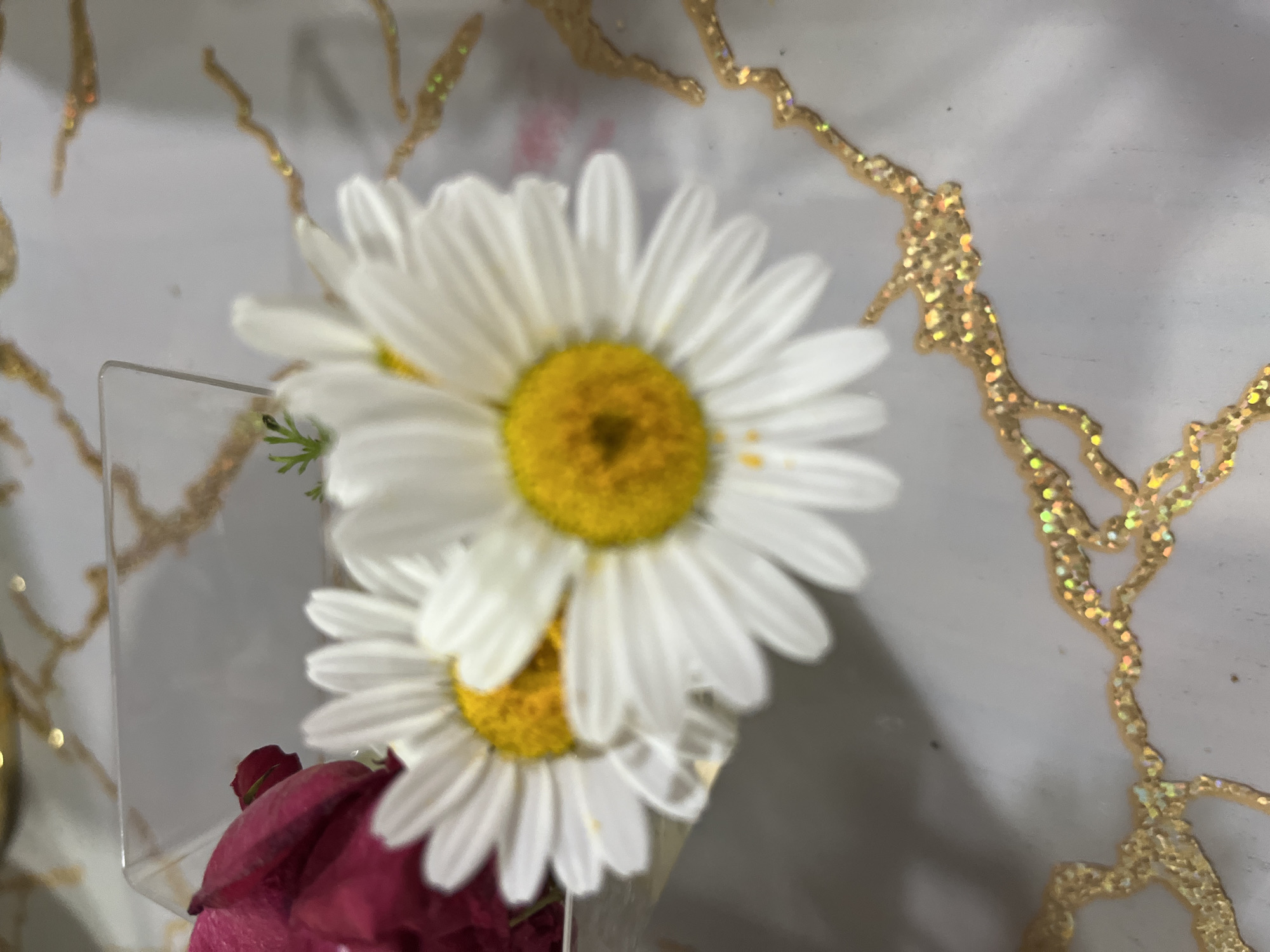 The scene, set in Unknown, Unknown, captures a close-up, top-down perspective of two white daisy-like flowers with prominent yellow-orange centers. The flowers are partially blurred, with the front-most daisy appearing relatively sharper. They are situated within a clear, rigid, rectangular vessel, which also contains a portion of a dark red/maroon object, possibly a rose petal, visible to the left. A small, delicate green stem with leaves is also present within the vessel or immediately adjacent to it. All subjects rest on a flat, light-colored surface, which is adorned with irregular, branching, golden, glittery patterns exhibiting an iridescent shimmer of various hues, including yellow, green, and orange. No individuals are visible in the image.