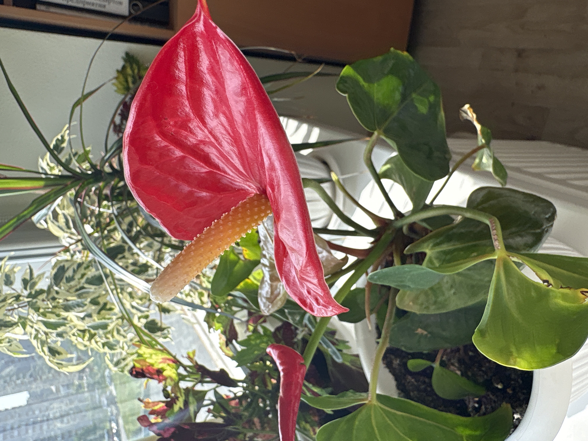 The image features a red Anthurium flower in a white pot. The plant also includes green leaves. The background reveals a variety of other plants. The presence of the window and other objects suggests the location is indoors. There is no indication or evidence to connect the scene to the city of Izhevsk, Russia.