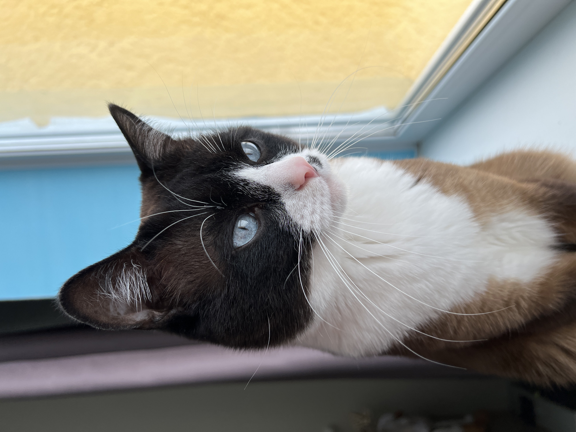 A domestic cat sits on a white windowsill, gazing right in a three-quarter profile. The animal features a black mask covering its face and ears, a white muzzle and chest, and light brown fur on its visible body. It has bright blue eyes, a pink nose, and prominent white whiskers. To the left, a blurred pink curtain is visible. Through the window, the exterior displays a vibrant blue upper section, indicative of sky, and a textured, bright yellow lower section, consistent with a painted building facade. This scene is located in Noviy, Russia.