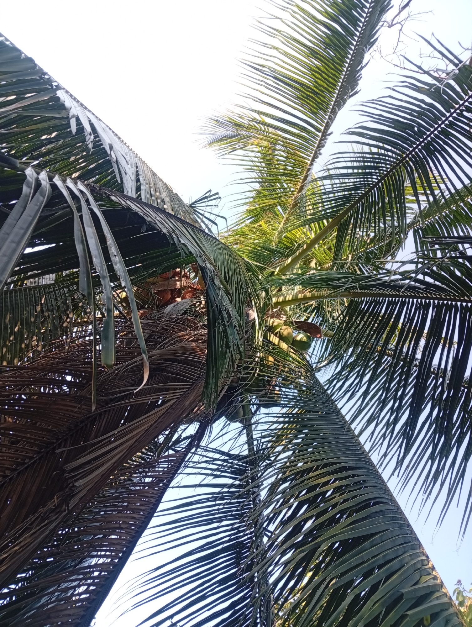 From a low angle, the image showcases a coconut tree in Baan Wok Tum, Thailand, distinguished by both green and brown fronds. Coconuts are visible within the canopy. The sky is visible between the fronds.