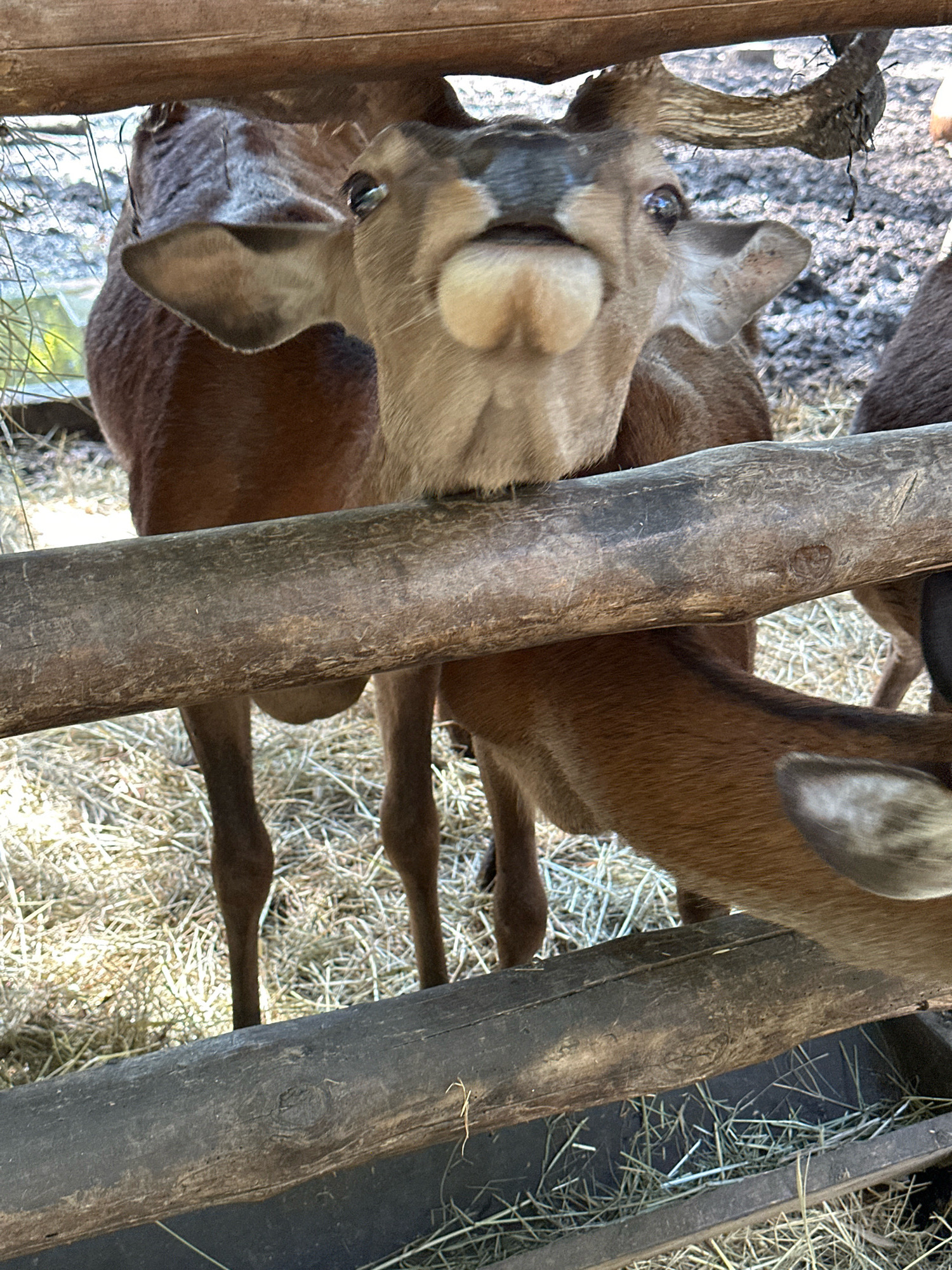The image shows a close-up of a deer with its head over a wooden fence. The deer has large ears and is looking directly at the camera with its mouth open, appearing to be chewing. Behind it, another deer's head is visible, and the legs of multiple deer are seen standing on a ground covered with hay. The scene appears to be an enclosure or a farm, possibly at a zoo or wildlife park. The background consists of dirt and some vegetation. The location is identified as Orlivshchyna, Ukraine, and the image captures a moment of interaction between the deer and the viewer within this environment.