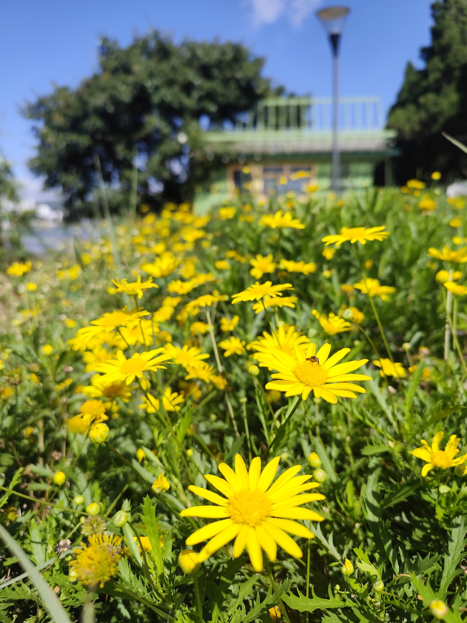 The image depicts a field of vibrant yellow daisies under a clear blue sky. In the foreground, numerous daisies are in bloom, some in sharp focus and others blurred. One daisy in the mid-ground has a small insect, likely a bee or beetle, resting on its petals. The background is out of focus, showing lush green foliage, a building with a green roof and railings, and a tall street lamp. The overall impression is a sunny day in a park or garden setting. While the specific location in Da Lat, Vietnam, is not explicitly visible, the scene suggests a pleasant outdoor environment common in the city, known for its floral landscapes and temperate climate. There are no people or animals other than the insect visible in the image.