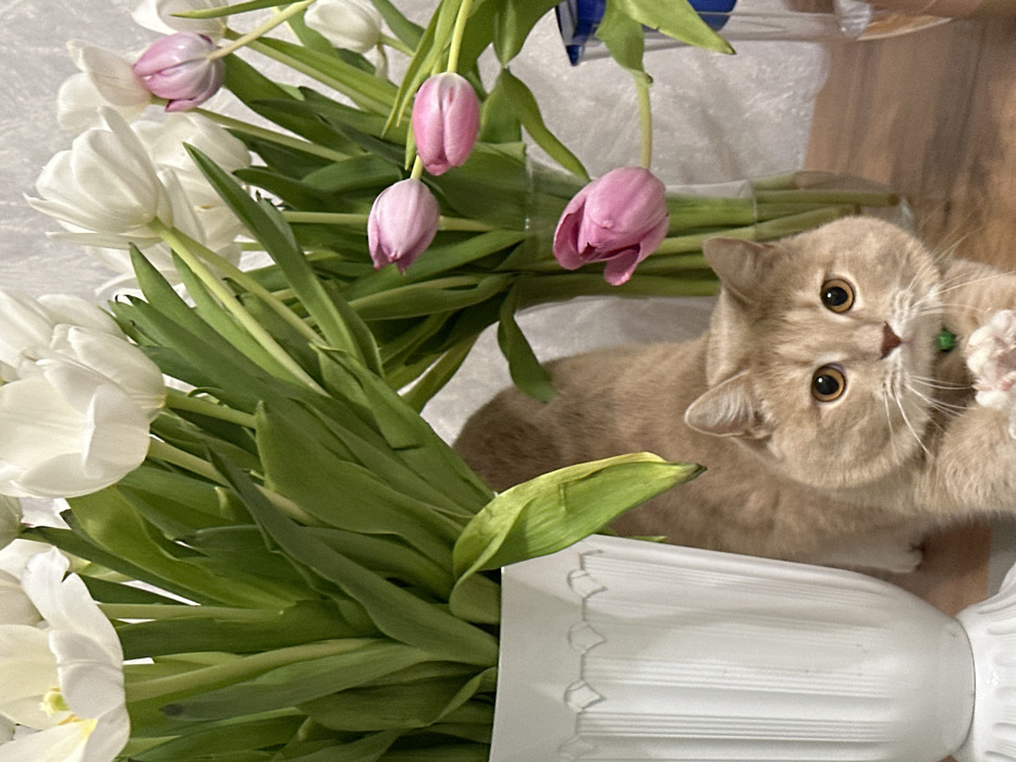 The image depicts an indoor scene in Nekrasovskiy, Russia, featuring a light brown or cream-colored short-haired cat and multiple bouquets of tulips. The cat is positioned centrally in the lower half of the frame, stretching its body forward with its front paws slightly raised, and looking directly towards the viewer with amber eyes. It wears a small green collar. To the left of the cat, a white, opaque fluted vase holds numerous white tulips with prominent green stems and leaves. Further to the right and behind the cat, a clear glass vase contains a mix of white and pink tulips. A third, partially visible clear glass vase is to the far right, also containing tulips. All flowers display green stems and leaves, with white tulips being dominant and pink tulips appearing primarily in the rightmost arrangements. The subjects rest on a light brown wooden surface. The background consists of a light-colored wall with a subtle textured pattern. A blue-capped clear container is partially visible on the far right edge of the frame.