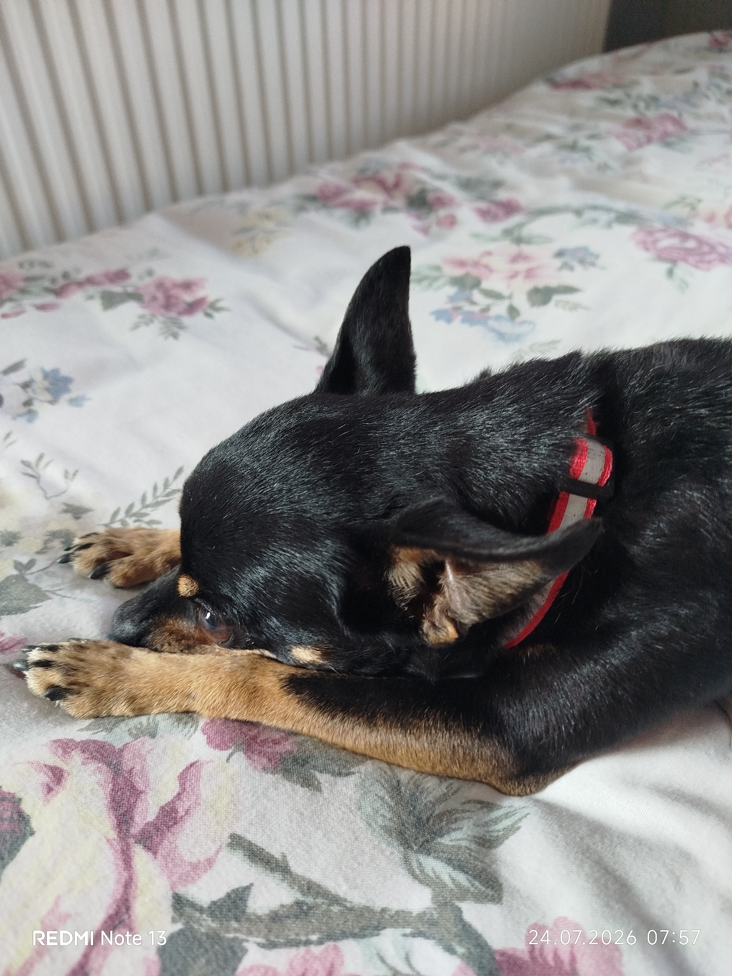 A small black and tan dog with a red and gray collar is resting on a floral patterned bed. The dog's head is lowered, with its paws tucked underneath its chin. The background is a blurred white ribbed surface. The image is taken indoors, likely in a bedroom. The location "Sithonia Municipal Unit, Greece" is not visually depicted in the image. A timestamp in the bottom right corner reads "24.07.2026 07:57" and "REDMI Note 13" is in the bottom left corner.