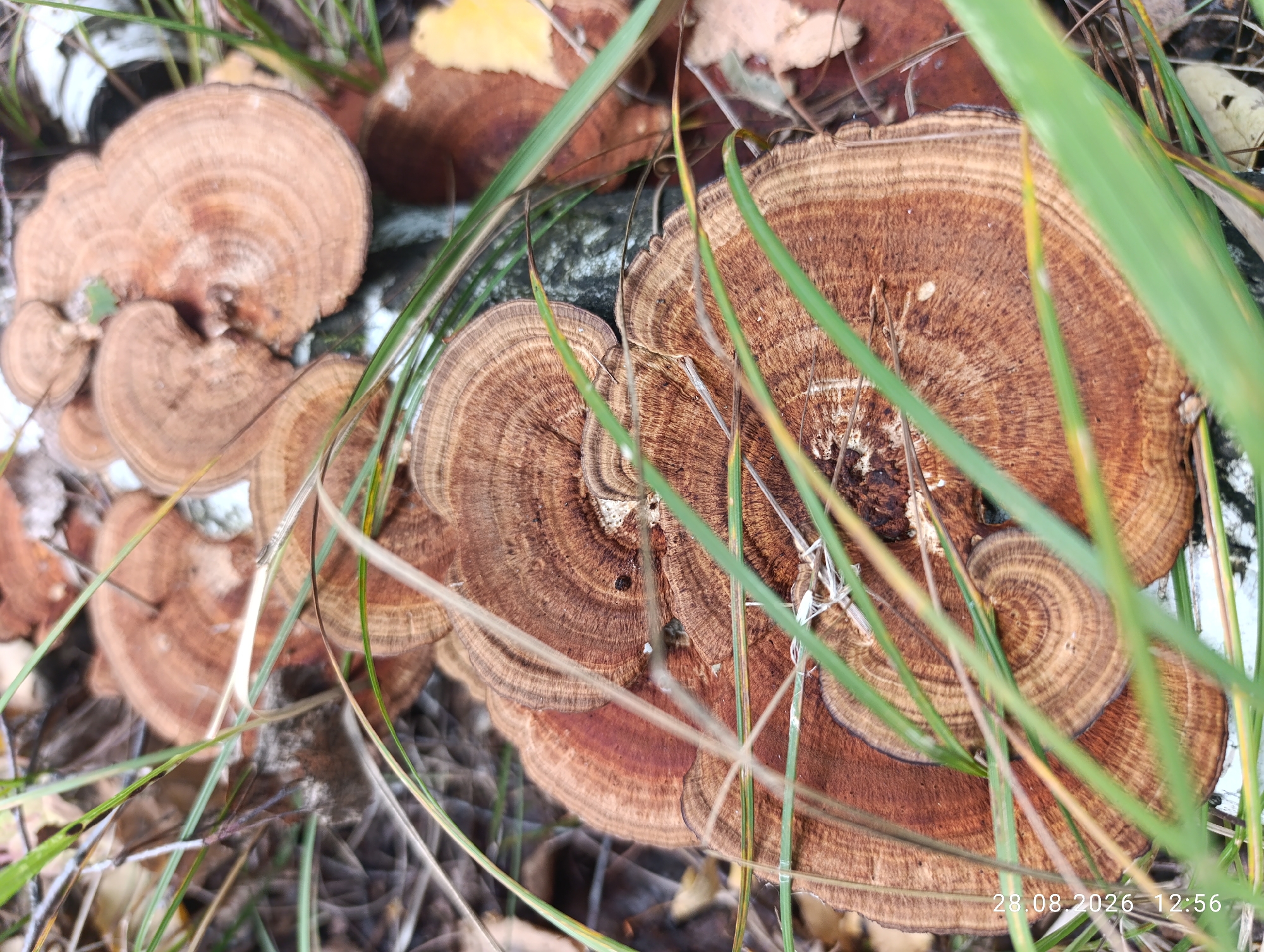 A cluster of shelf fungi grows on a log in a natural setting. The fungi have concentric rings of varying shades of brown, creating a textured surface. Some of the fungi are layered on top of each other. Green grass and fallen leaves are visible in the background, suggesting an outdoor environment. The image was captured on August 28, 2026, at 12:56.