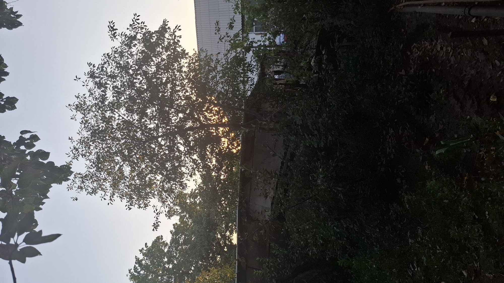 A medium shot captures a tree with dense foliage silhouetted against a bright sky. Sunlight filters through the leaves, creating a warm glow. In the background, a low, dark-colored structure runs horizontally across the frame, appearing to be a wall or fence. Beyond that, a white building with a corrugated roof is visible. The foreground is filled with dark, shadowy vegetation, including bushes and foliage, with some fallen leaves on the ground. The overall scene suggests an outdoor setting in a rural or semi-rural area, possibly a backyard or garden, during the late afternoon or early evening. The location is identified as Shubarssu, Kazakhstan.