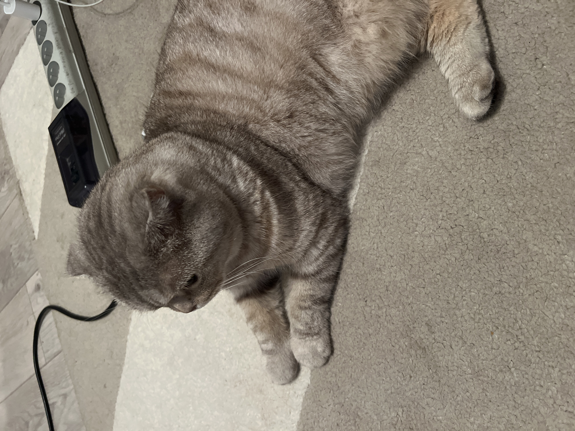 The image displays a domestic cat resting indoors, captured from an elevated perspective. The cat is a tabby with grey and light brown striped fur, lying across a textured, light grey carpet or rug. Its head is turned towards the left, looking down. Part of its body extends onto a lighter, hard floor surface, possibly wood or laminate, which runs along the left side of the frame.
In the upper left corner of the image, a white and grey power strip, equipped with multiple outlets and individual switches, is visible. A black adapter is plugged into one of the outlets of the power strip. A black electrical cord snakes across the hard floor near the cat's head.
The setting is an indoor environment, likely a home located in Chaikovsky, Russia. The cat appears relaxed and calm. The lighting is soft and ambient, suggesting an indoor light source rather than direct natural light. On the black adapter, fragmented white text is discernible, appearing to include words like "CALE" or "CALL" and "PRO" or "PRI" and "POWER".