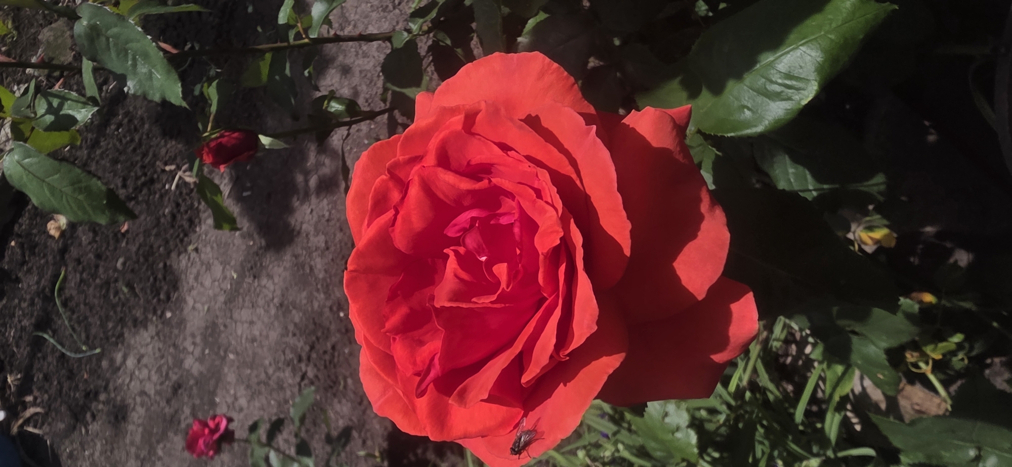 A close-up shot features a fully bloomed, vibrant red rose as the central subject. The rose is surrounded by green leaves and stems, positioned on the right side of the frame. An unopened bud is visible on the left, near dark soil, and a smaller, partially visible flower lies in the bottom left. A small, dark insect is resting on one of the rose petals. The location is potentially Smolnik, Bulgaria.