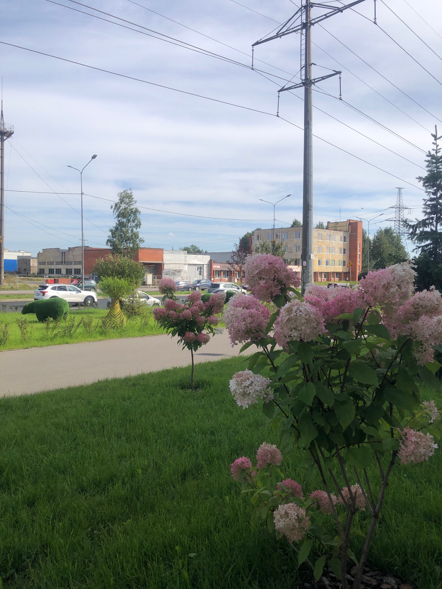 The image depicts a street scene in Pargolovo, Russia, on a cloudy day. In the foreground, a flowering bush with large clusters of pink and white blossoms is in focus, situated on a green lawn beside a paved walkway. Further back, a white car is parked on the left side of the road, with other vehicles and buildings visible in the background. The buildings appear to be low-rise commercial or industrial structures, painted in various colors including orange, beige, and white. Tall utility poles with power lines crisscross the sky, dominating the upper portion of the image. The overall impression is one of a functional, semi-urban environment with some landscaping.