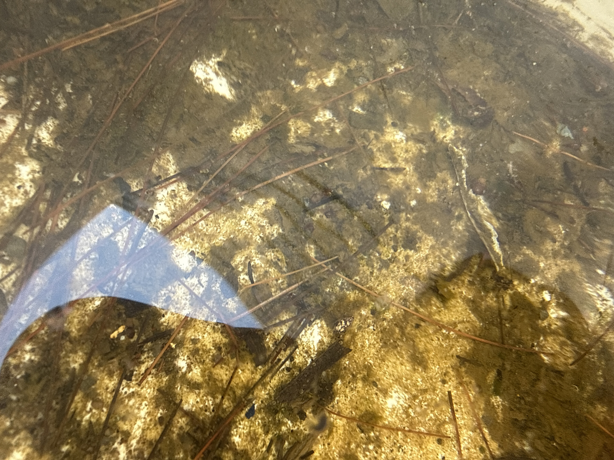 The image depicts a shallow body of murky water, likely a puddle or a small pond, with a bottom composed of sand and debris, including numerous brown pine needles. The water is partially covered by a blue reflection, possibly from the sky or a nearby object. Small, dark-colored objects are visible within the water, some appearing to be aquatic insects or small fish. The overall scene is naturalistic and suggests an outdoor environment. The location is the Village of Johnson City, United States of America.