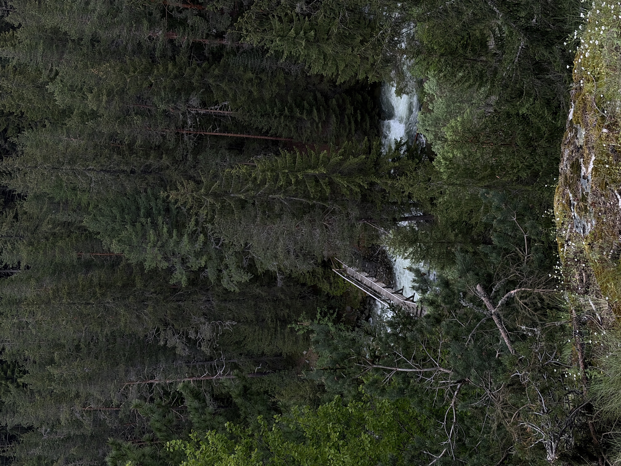 This image presents a high-angle view of a dense forest landscape with a river, located in Unknown, Unknown. The foreground consists of uneven terrain covered with dark moss, short green grass, and scattered small white wildflowers. A significant bare, twisted branch extends horizontally across the lower-mid foreground. A light-colored wooden footbridge with visible handrails diagonally spans a turbulent river below, connecting the left bank to the right bank. The river features prominent white rapids and flows through a narrow gorge lined with dense coniferous trees. The midground and background are dominated by a thick growth of tall, dark green evergreen trees, primarily pines and spruces, with some lighter green foliage visible closer to the riverbanks. The lighting is diffuse and subdued, indicating an overcast environment or deep forest shade. No human figures or animals are present.