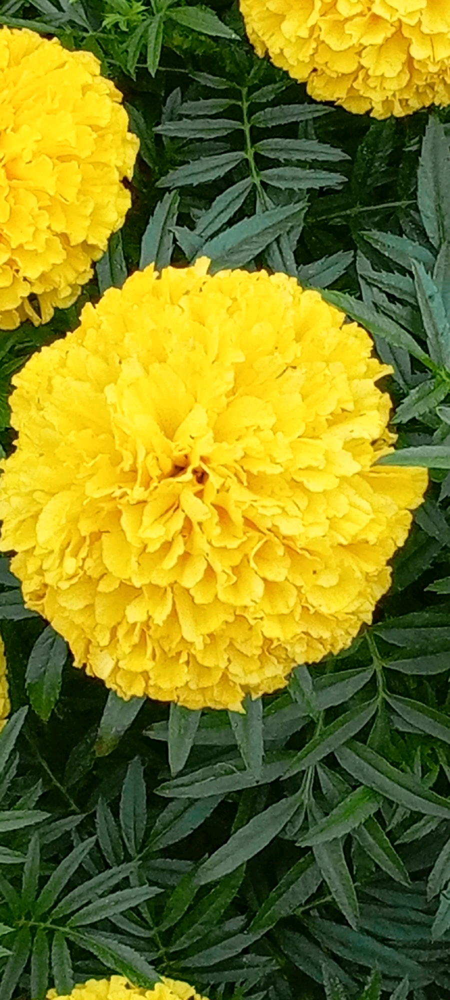 The image displays a close-up, top-down view of several vibrant yellow marigold flowers in full bloom, surrounded by dark green, feathery foliage. The central marigold is the largest and most detailed, showcasing its tightly packed, ruffled petals. To the left, a portion of another marigold is visible, and hints of a third are at the bottom. The leaves are sharply defined, with a matte texture and serrated edges, creating a lush background. There are no people or visible signs of human activity. The scene appears to be an outdoor garden setting. There is no information in the image to suggest the location is the city of Kirsanov, Russia.